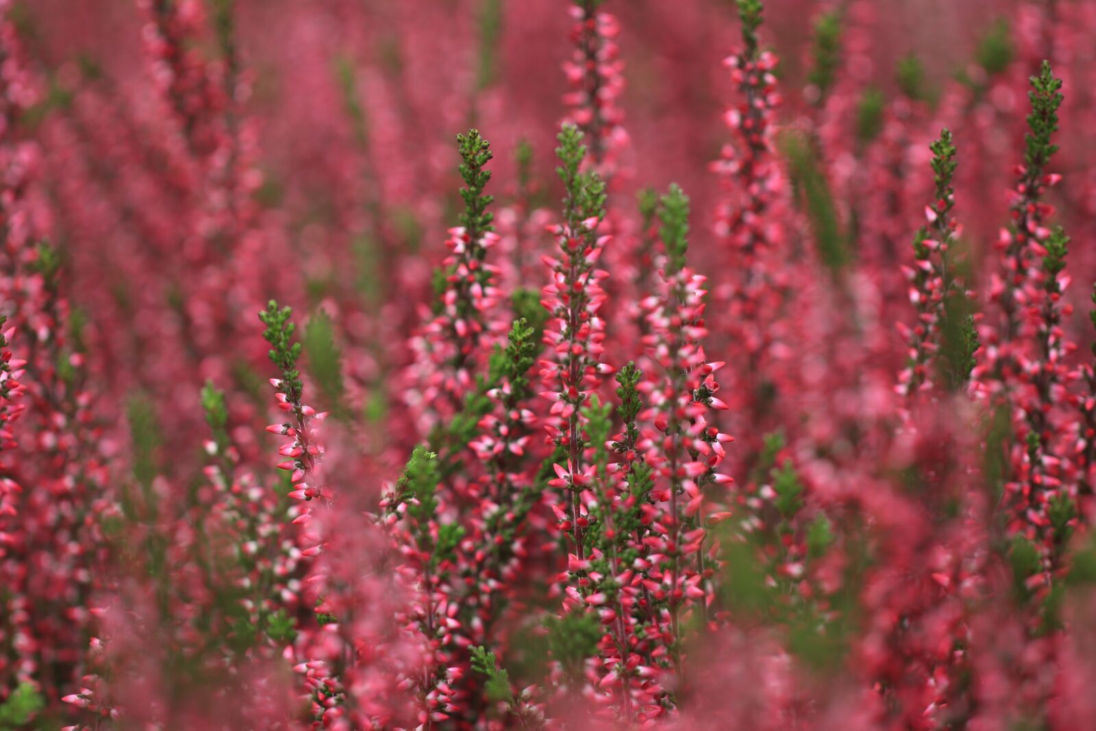 Canon EF 100mm F2.8L Macro IS USM sample photo. She, flowers, background photography