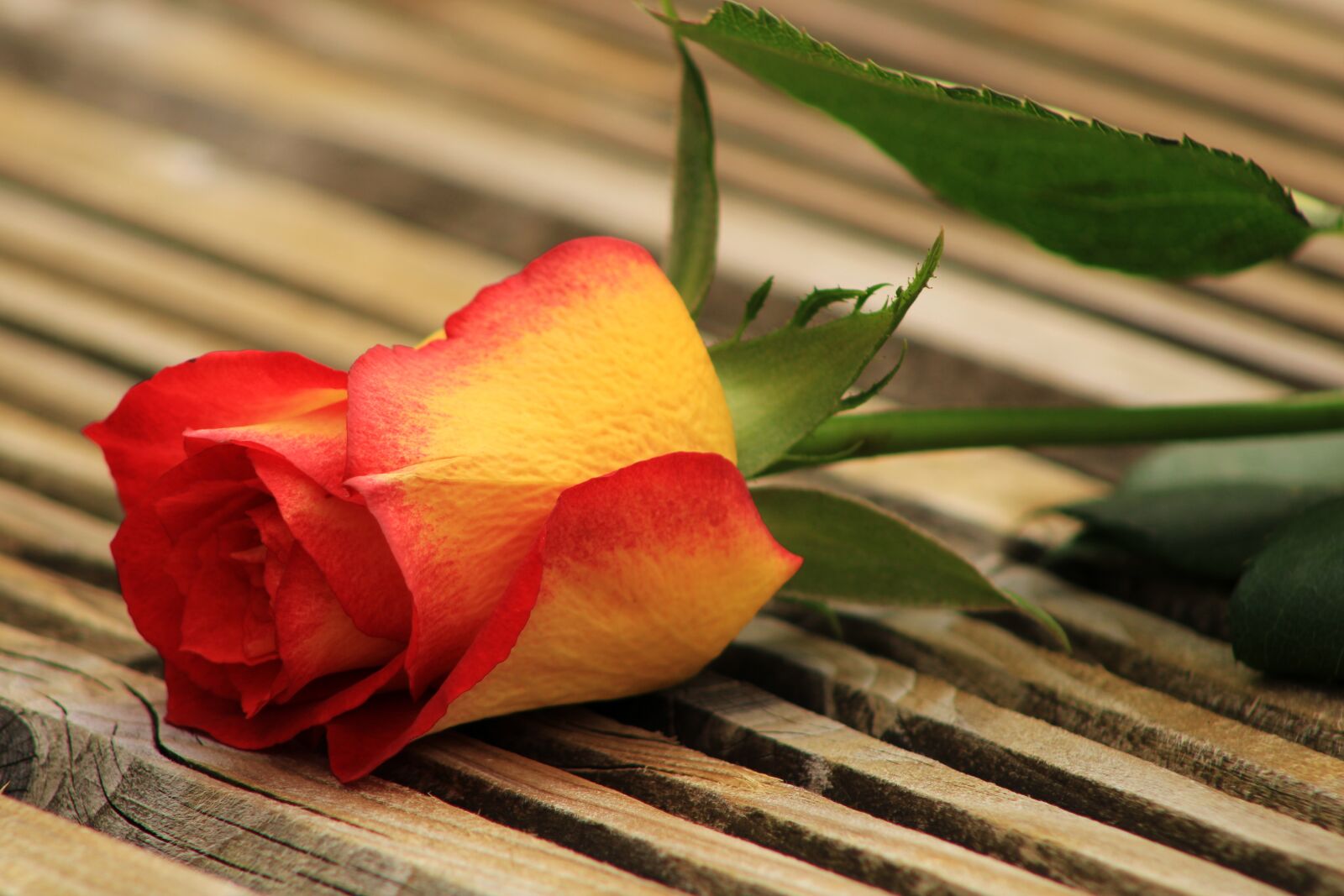 Canon EOS 2000D (EOS Rebel T7 / EOS Kiss X90 / EOS 1500D) sample photo. Yellow orange rose, wood photography