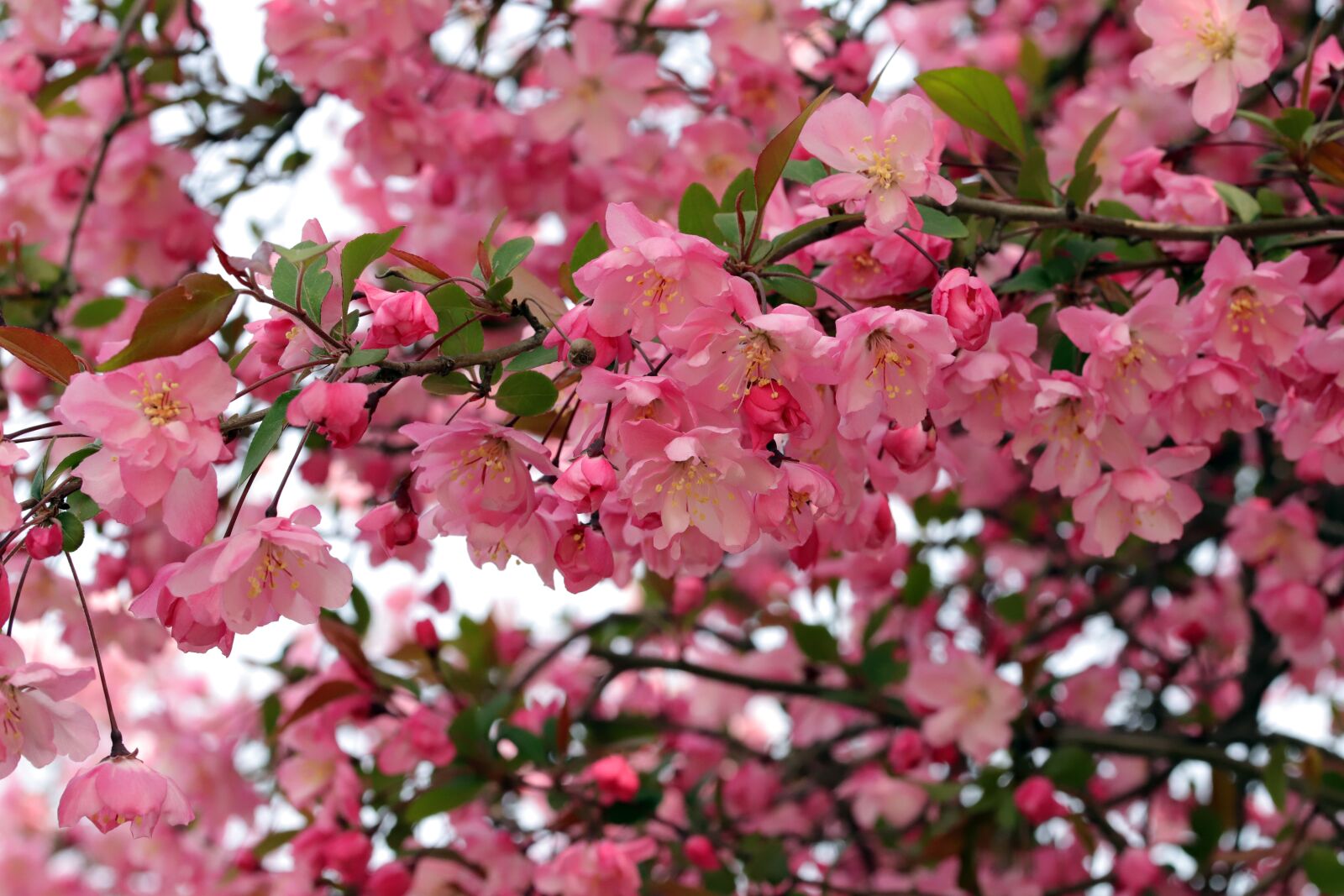 Canon EOS 6D Mark II sample photo. Flower apples, spring, wood photography