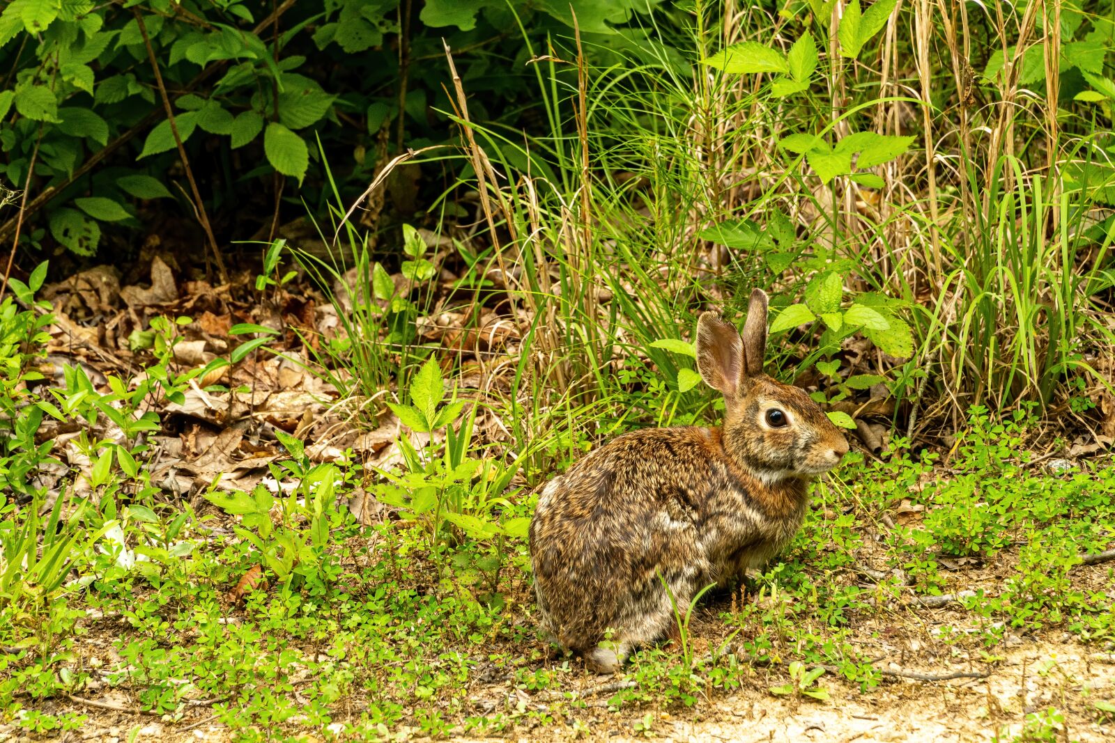 Sony a6400 + Sony E PZ 18-105mm F4 G OSS sample photo. Cottontail rabbit, scared rabbit photography