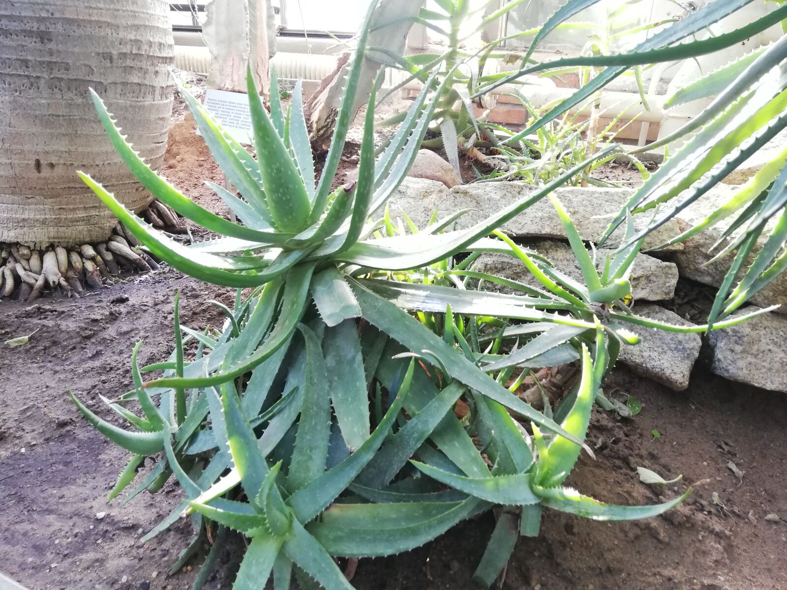 HUAWEI P20 lite sample photo. Plant, succulent, cactus photography