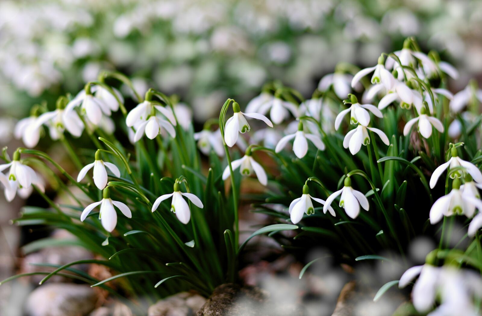 Nikon D610 sample photo. Snowdrop, early bloomer, winter photography