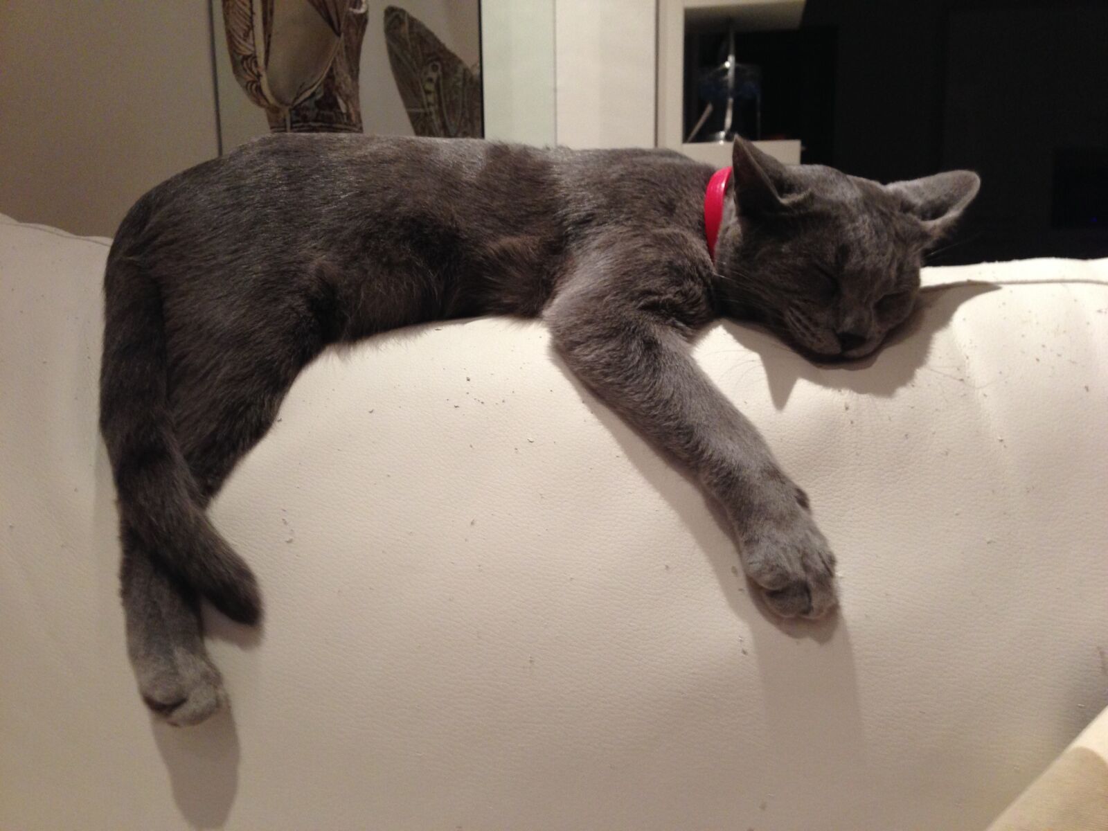 iPhone 5 back camera 4.12mm f/2.4 sample photo. Cat, kitten, sofa photography
