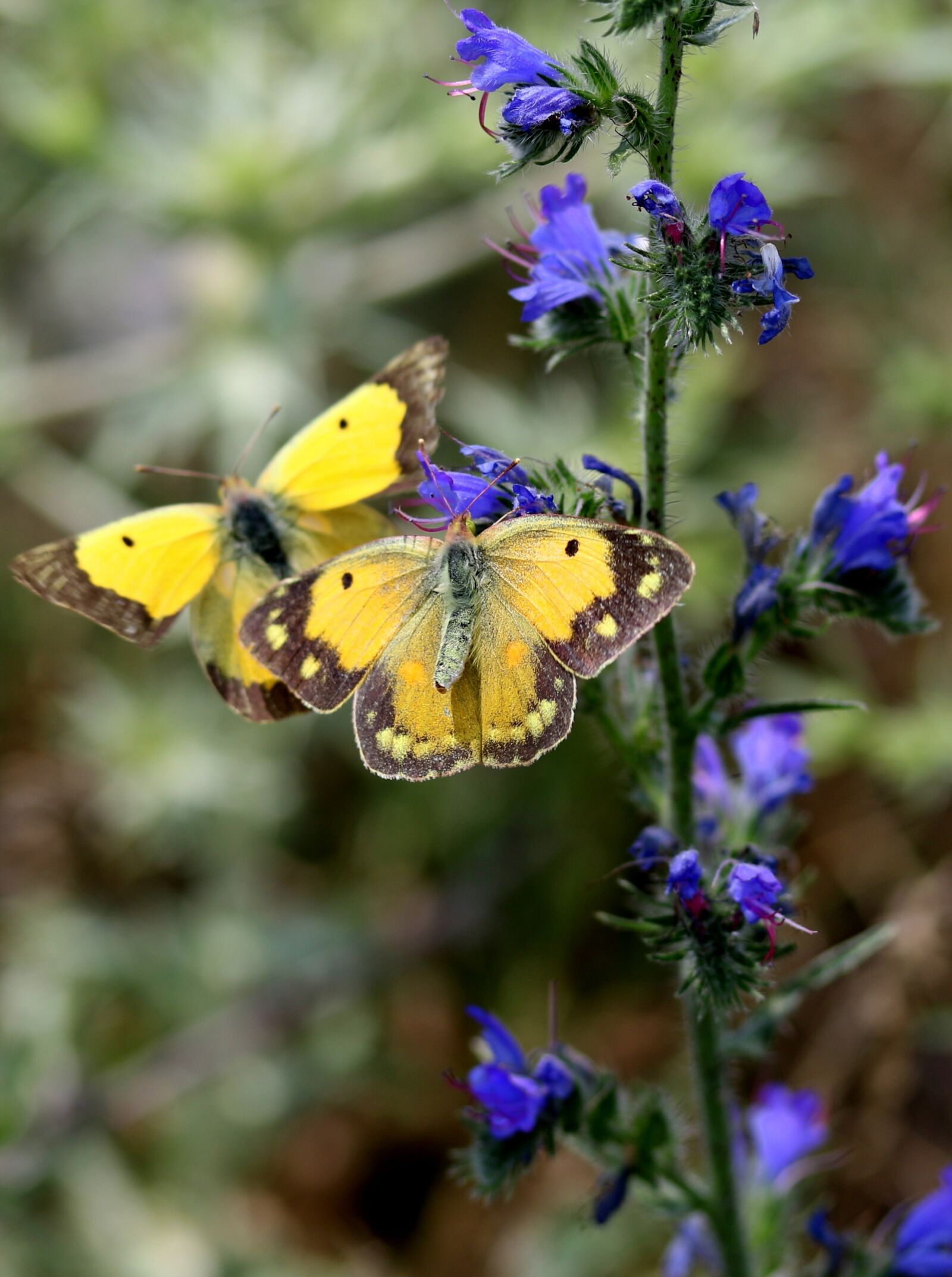 Canon EF-S 60mm F2.8 Macro USM sample photo. Butterflies, yellow, mating photography