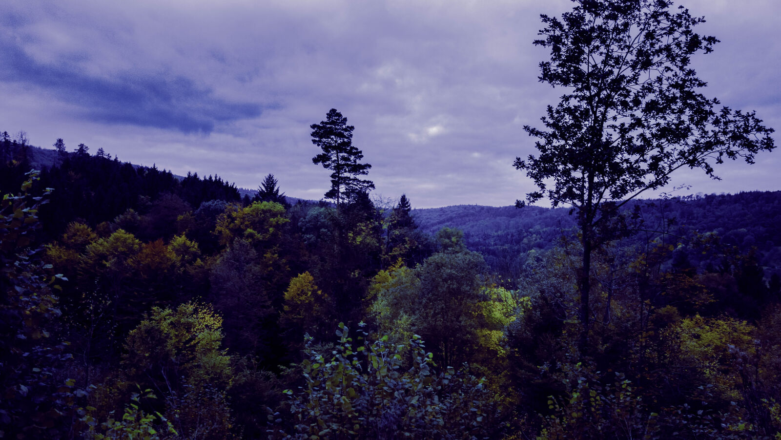 Sony Cyber-shot DSC-RX100 sample photo. Cloudy, filter, forest, violet photography