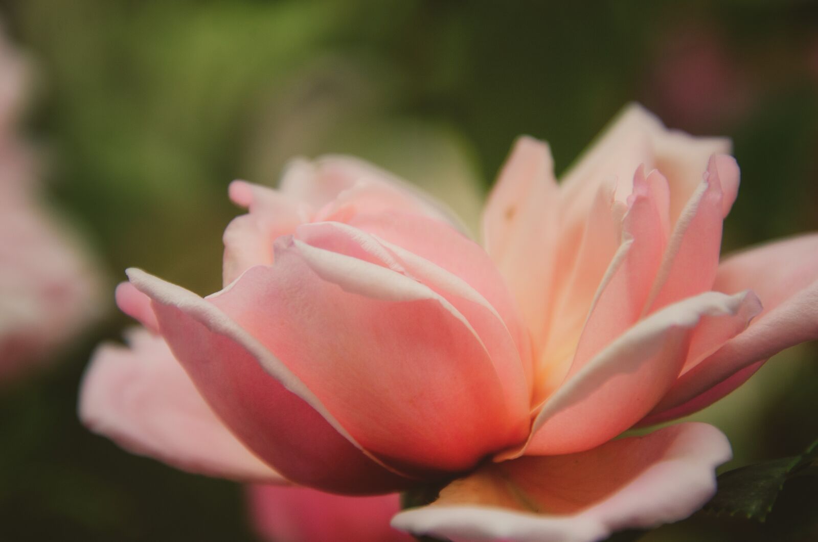 Nikon D7000 sample photo. Rose, flower, petals photography