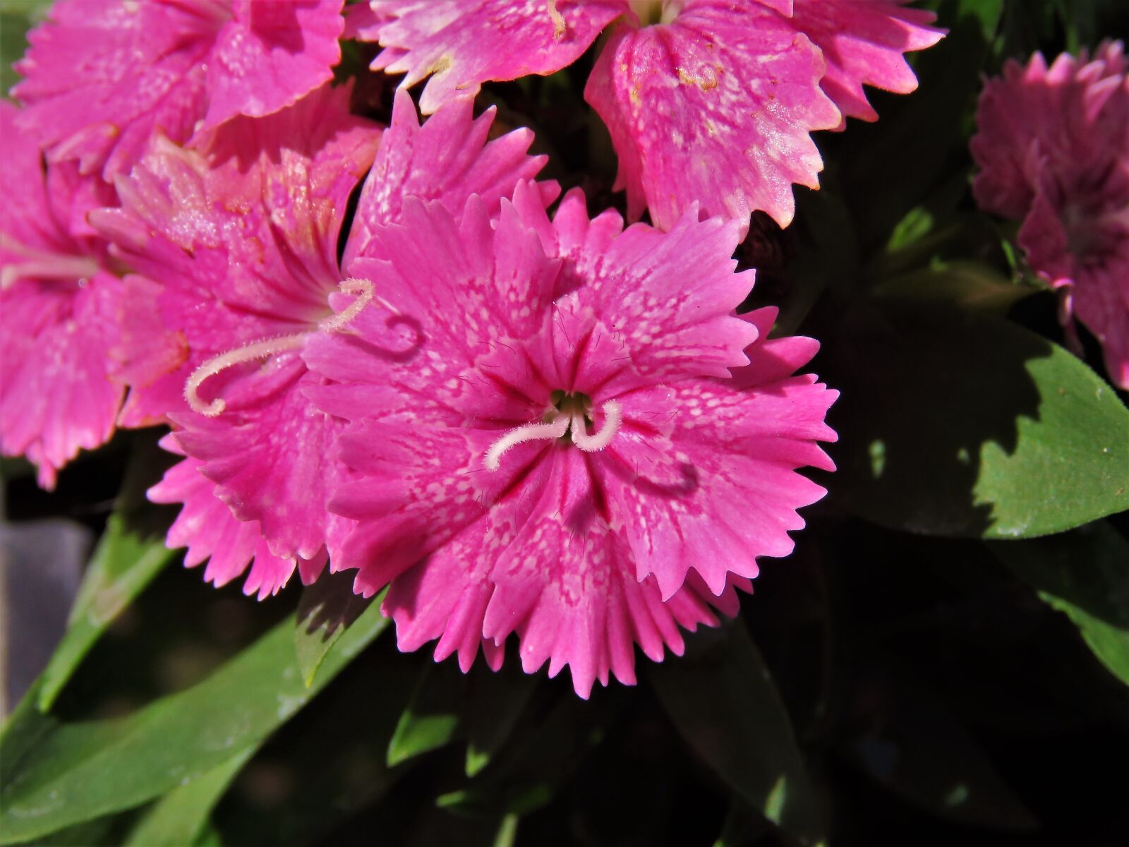 Canon PowerShot SX60 HS sample photo. Flowers, pink and white photography