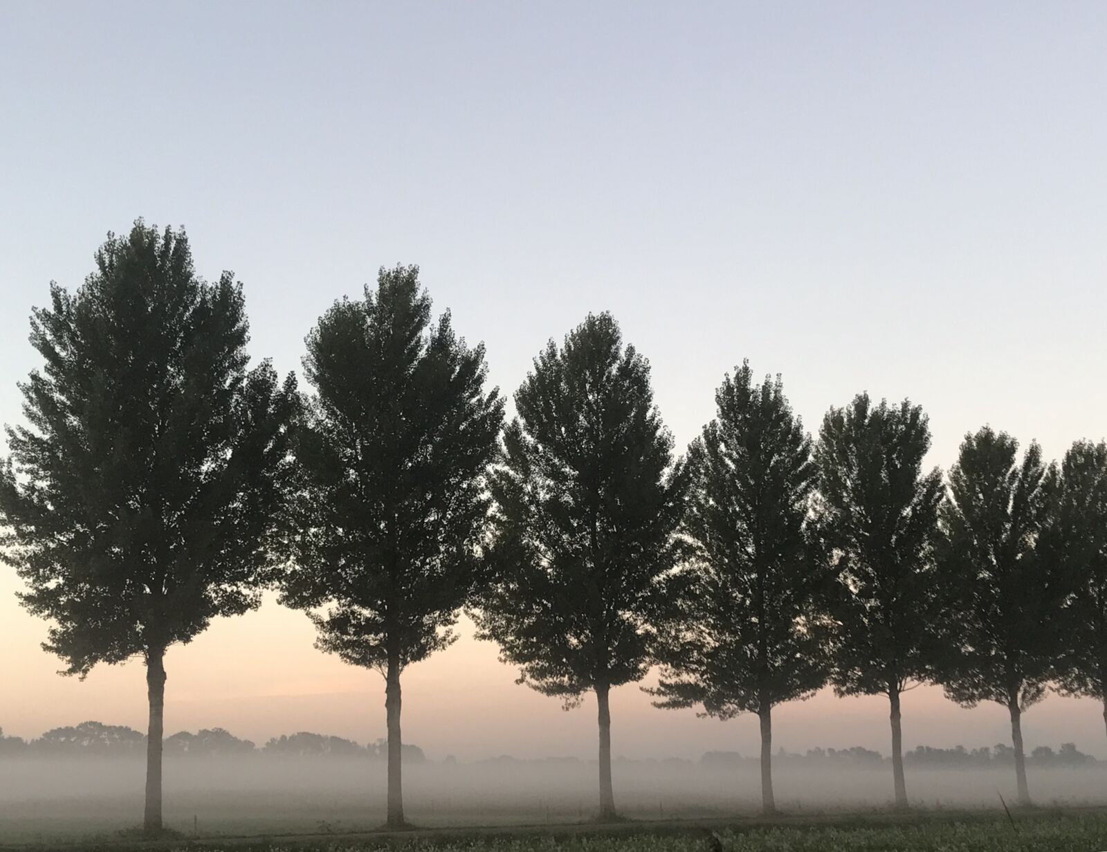 Apple iPhone 7 sample photo. Morning dew, sunrise, dew photography