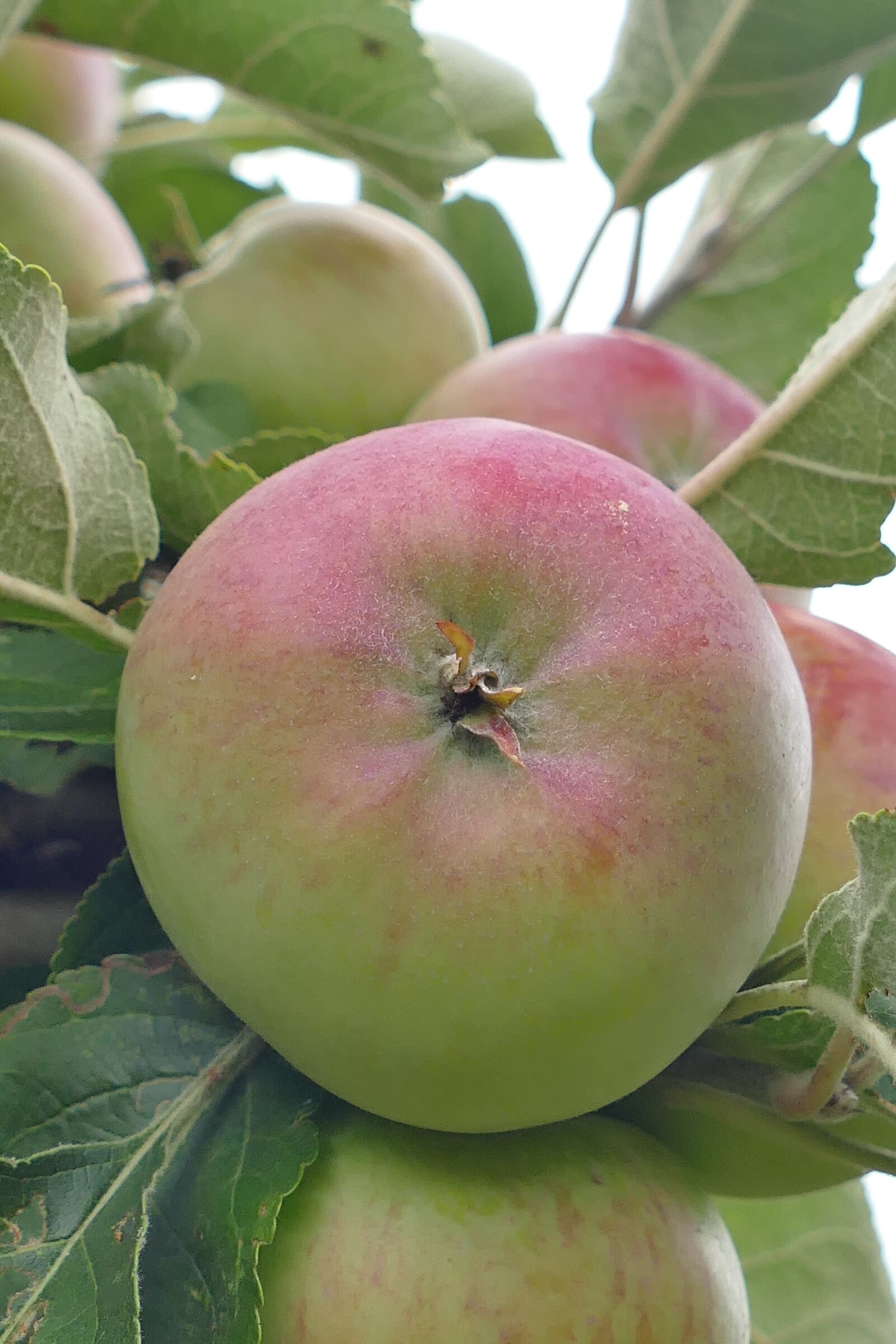 Panasonic Lumix DMC-FZ1000 sample photo. Apple, tree, fruit photography