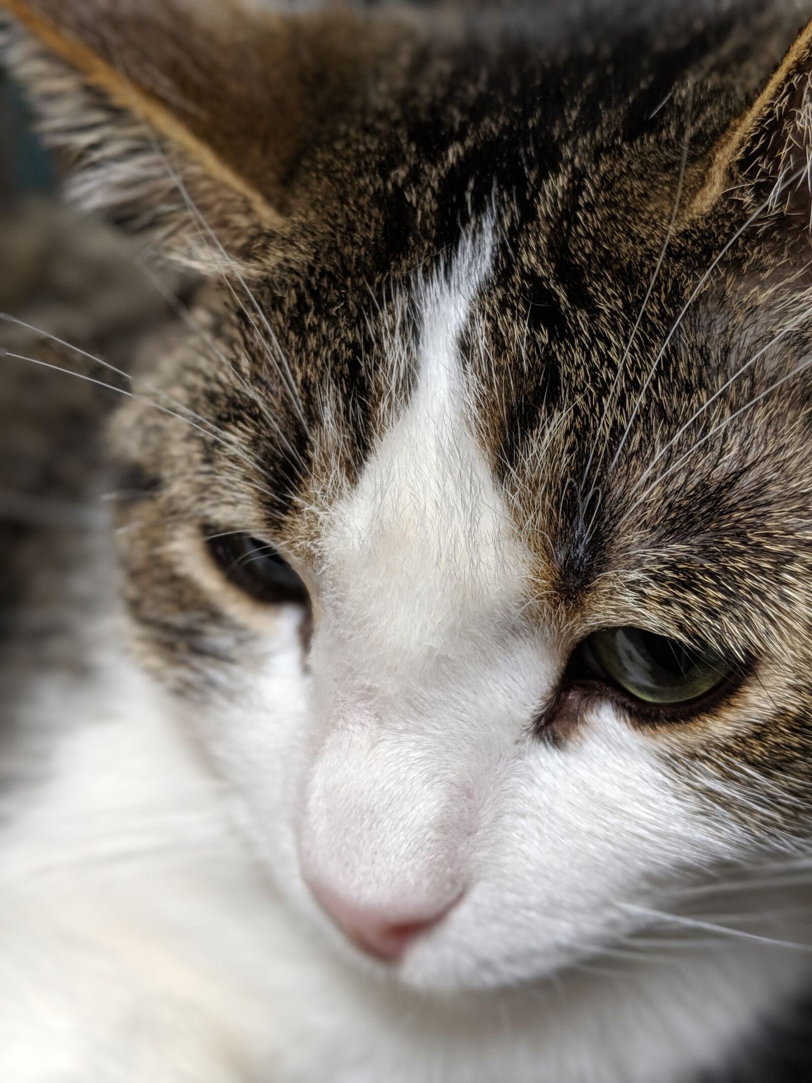 Google Pixel 3 sample photo. Cat, cat face, feline photography