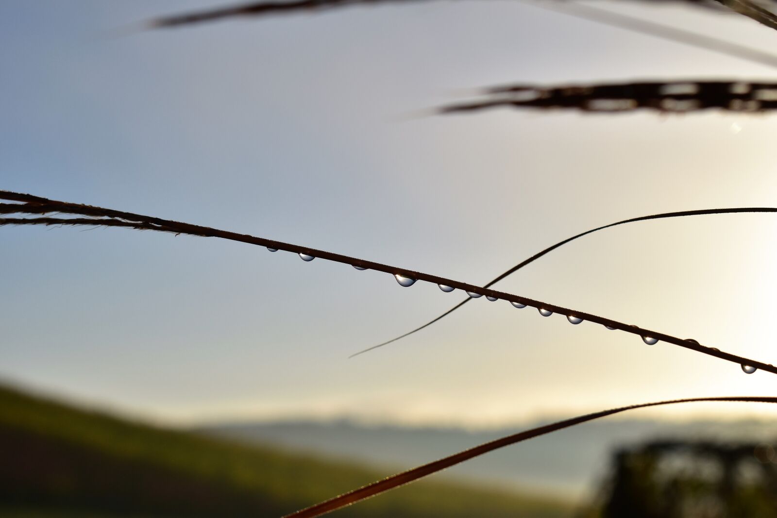 Nikon D5500 sample photo. Drop of water, backlighting photography
