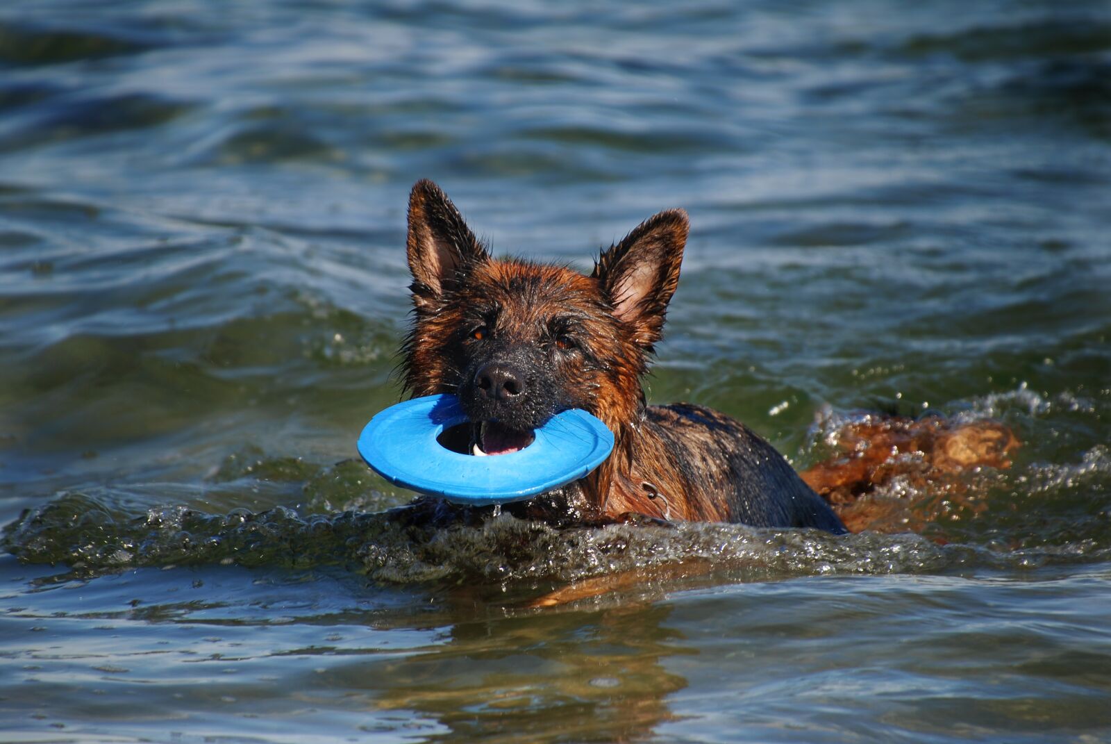 Nikon D80 sample photo. Sch fer dog, dog photography