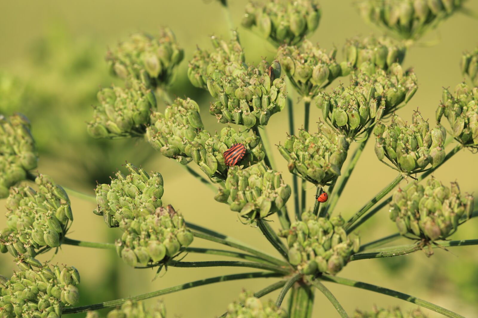 Canon EF 100-400mm F4.5-5.6L IS USM sample photo. Insect, plant, green photography
