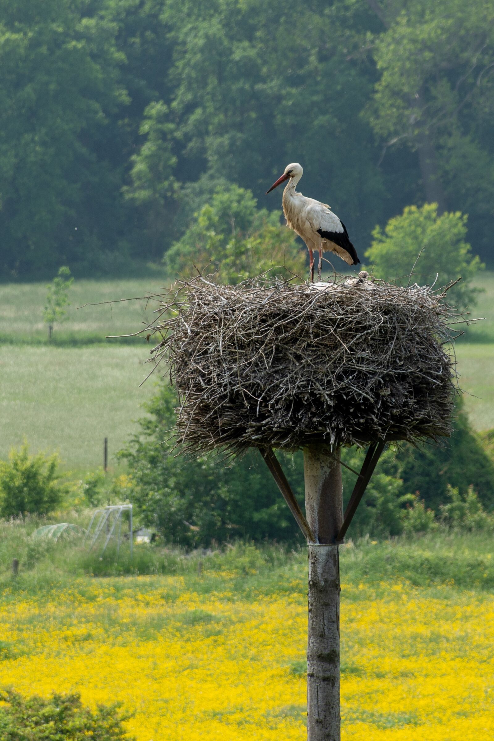 Nikon D7200 sample photo. Stork, nest, bird photography