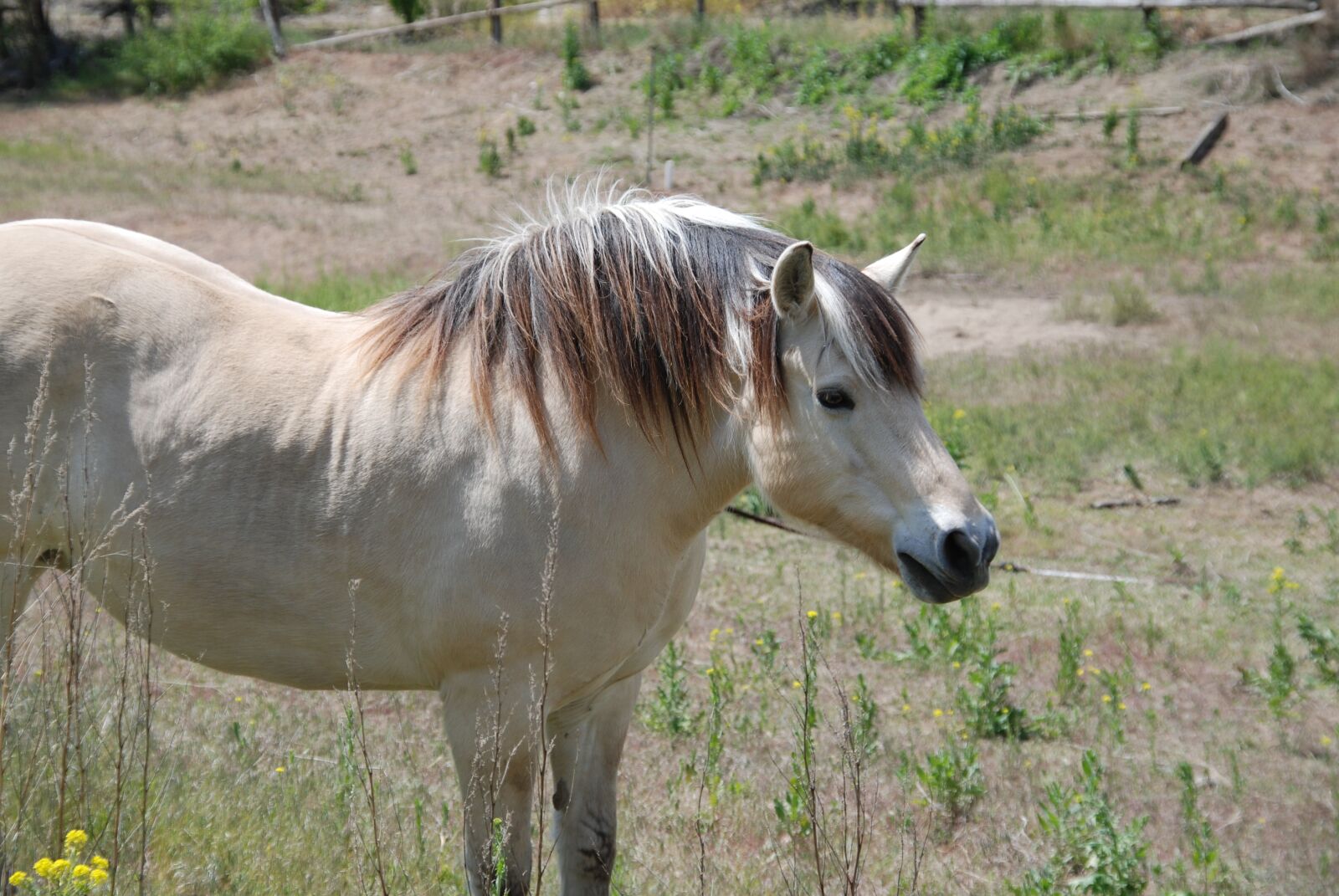 Nikon D80 sample photo. Horse, field, farm separated photography