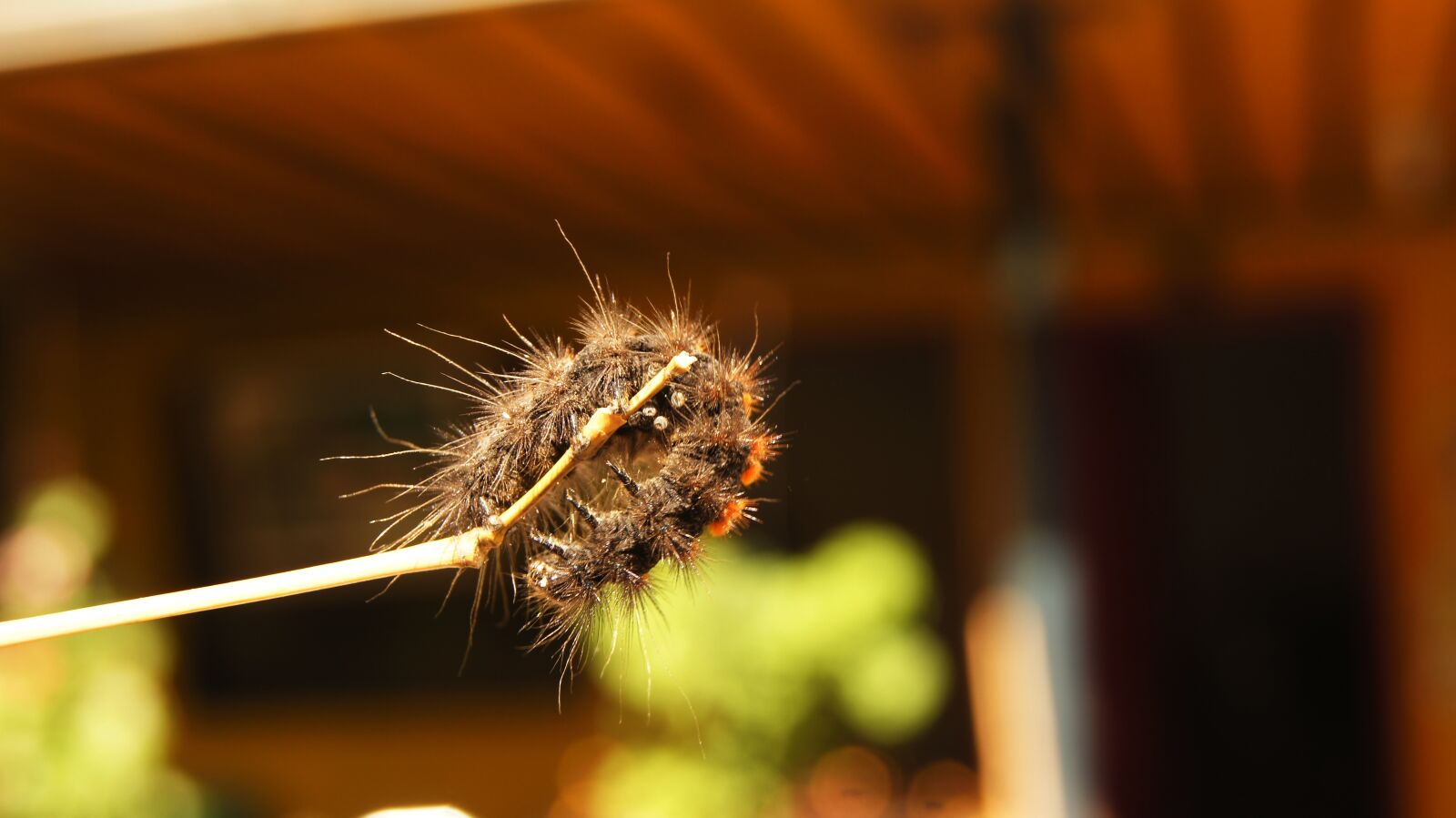 Sony SLT-A55 (SLT-A55V) sample photo. Colombia, your, field photography