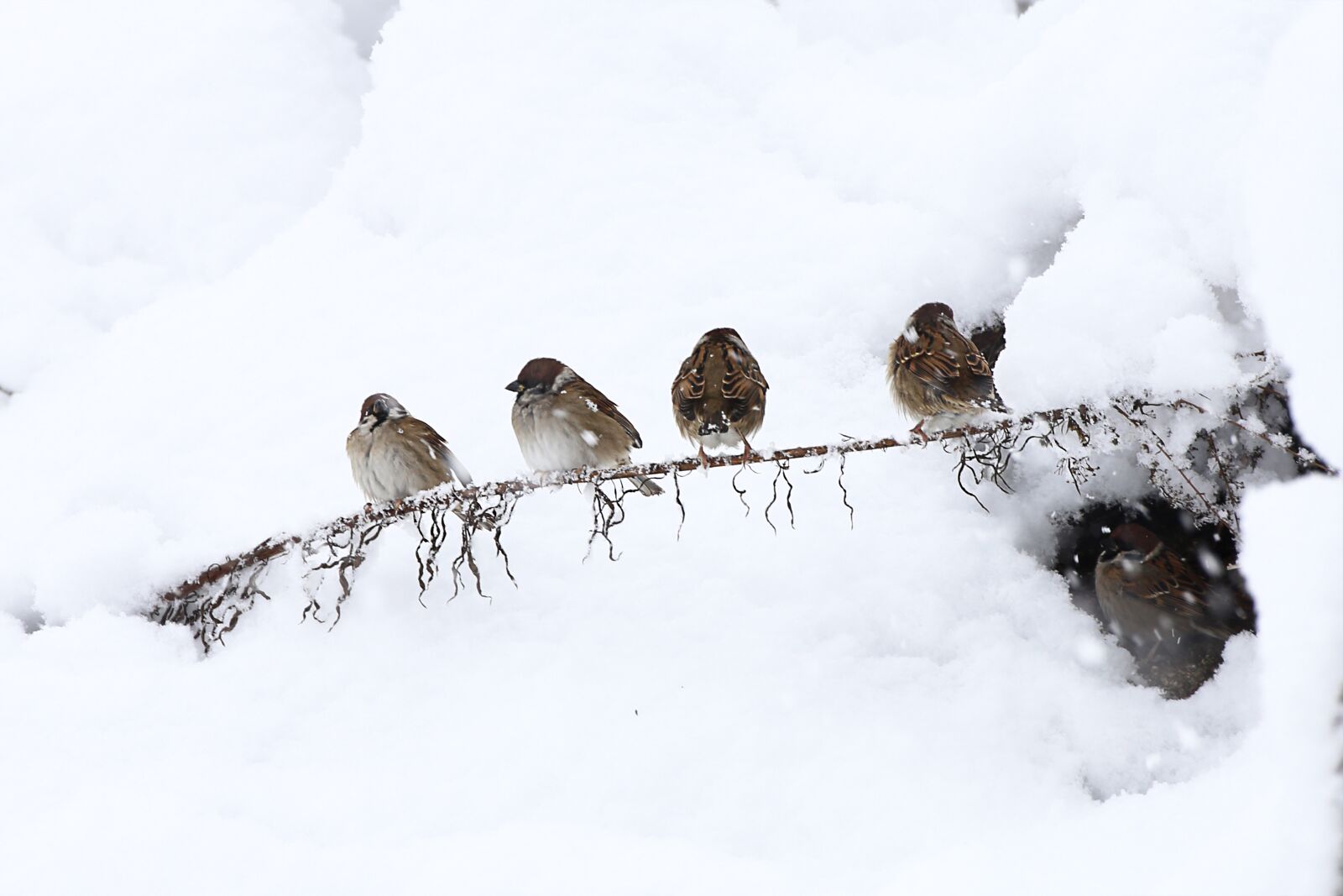 Canon EOS 6D sample photo. Sparrow, snow, winter photography