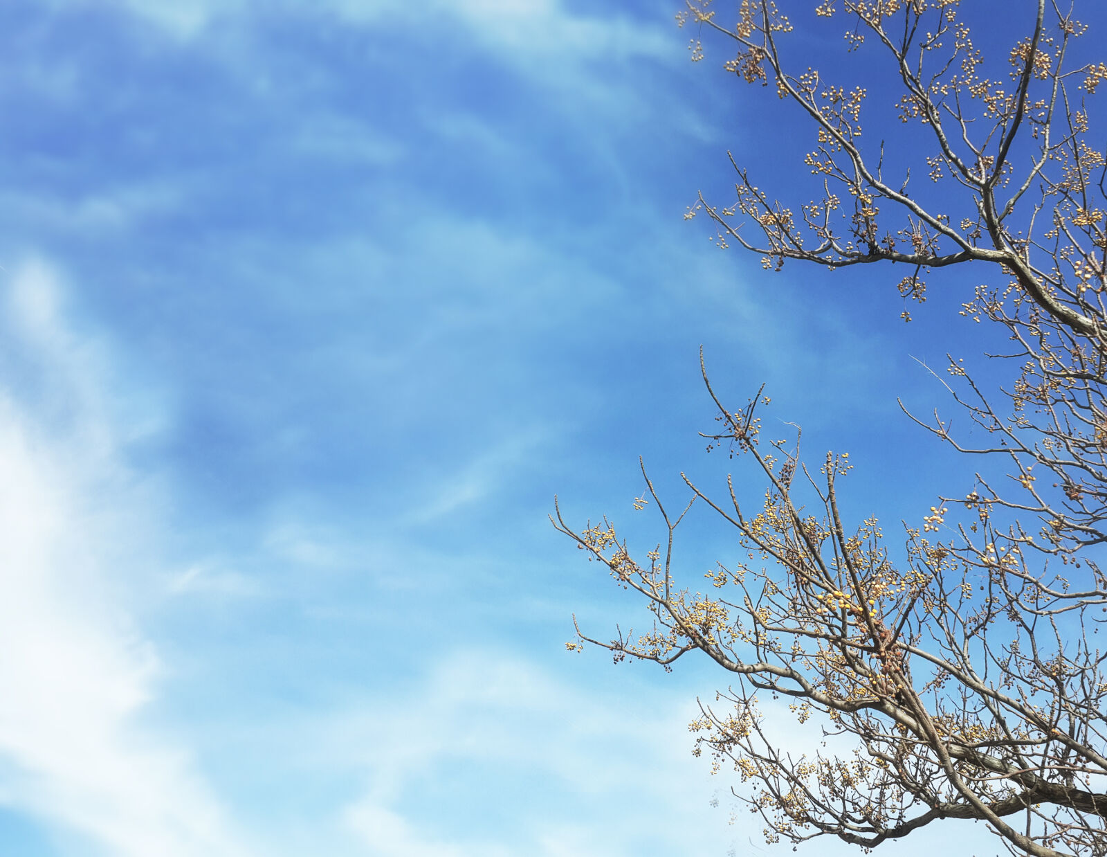 Samsung Galaxy S4 sample photo. Autumn, sky, trees photography