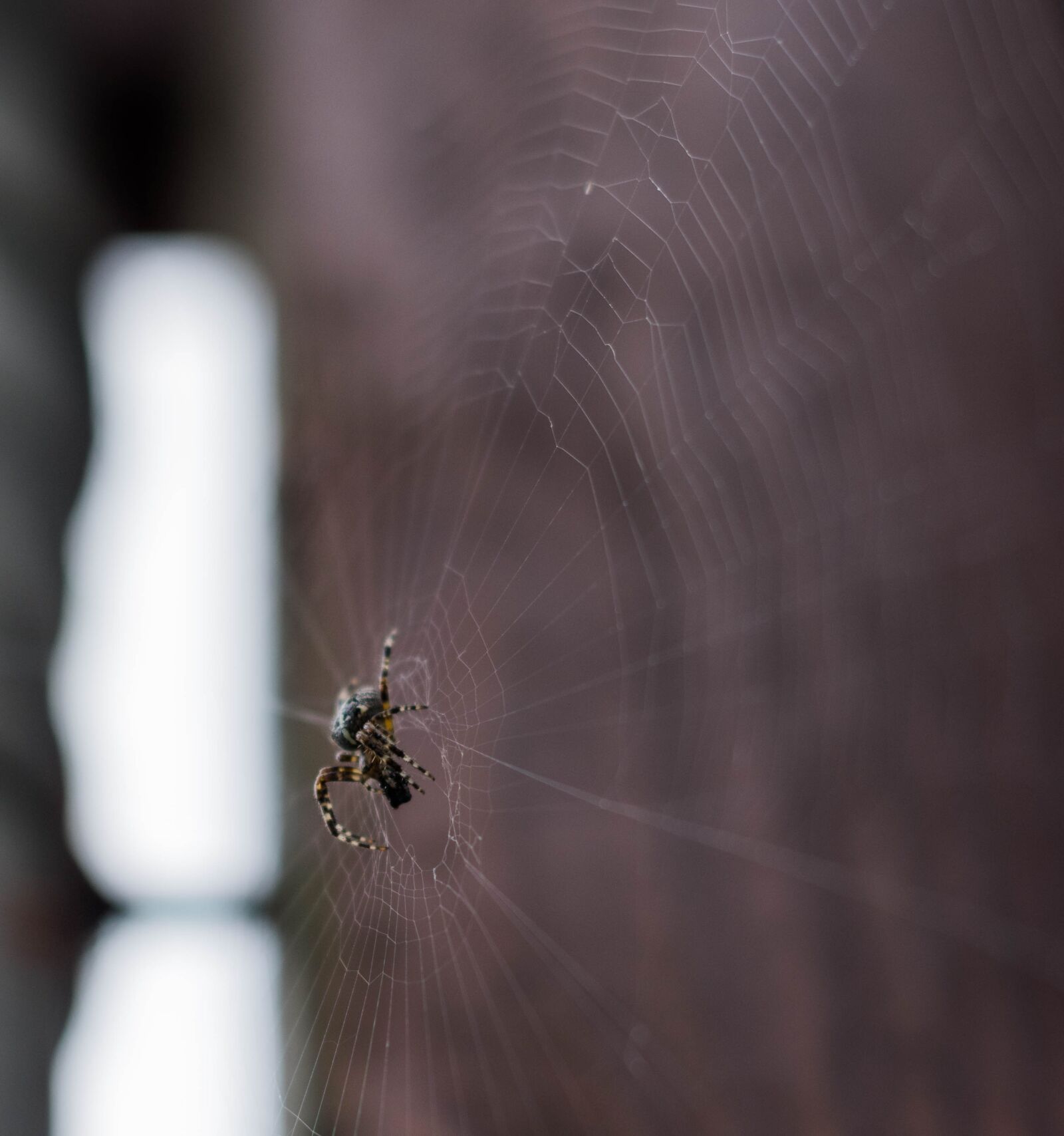 Pentax smc DA 50mm F1.8 sample photo. Spider, insect, arachnid photography