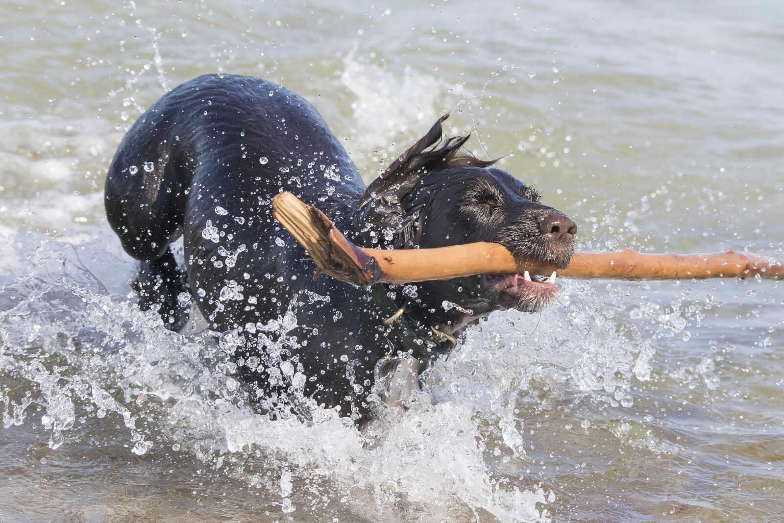Canon EOS 7D Mark II + Tamron SP 150-600mm F5-6.3 Di VC USD sample photo. Dog, water, spatter photography