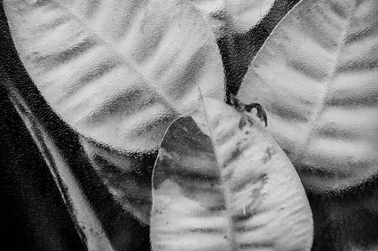 Sony SLT-A55 (SLT-A55V) sample photo. Leaf, plant, black and photography