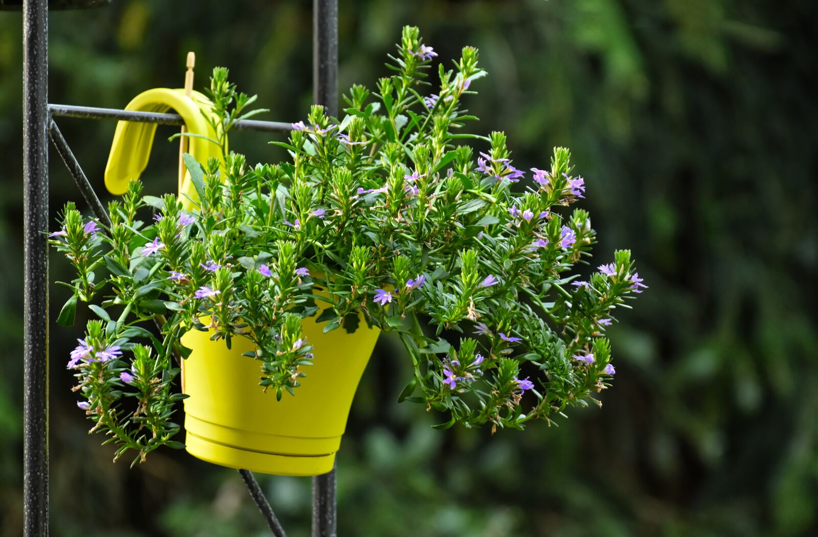 Nikon D7200 sample photo. Flowers, pot, garden photography