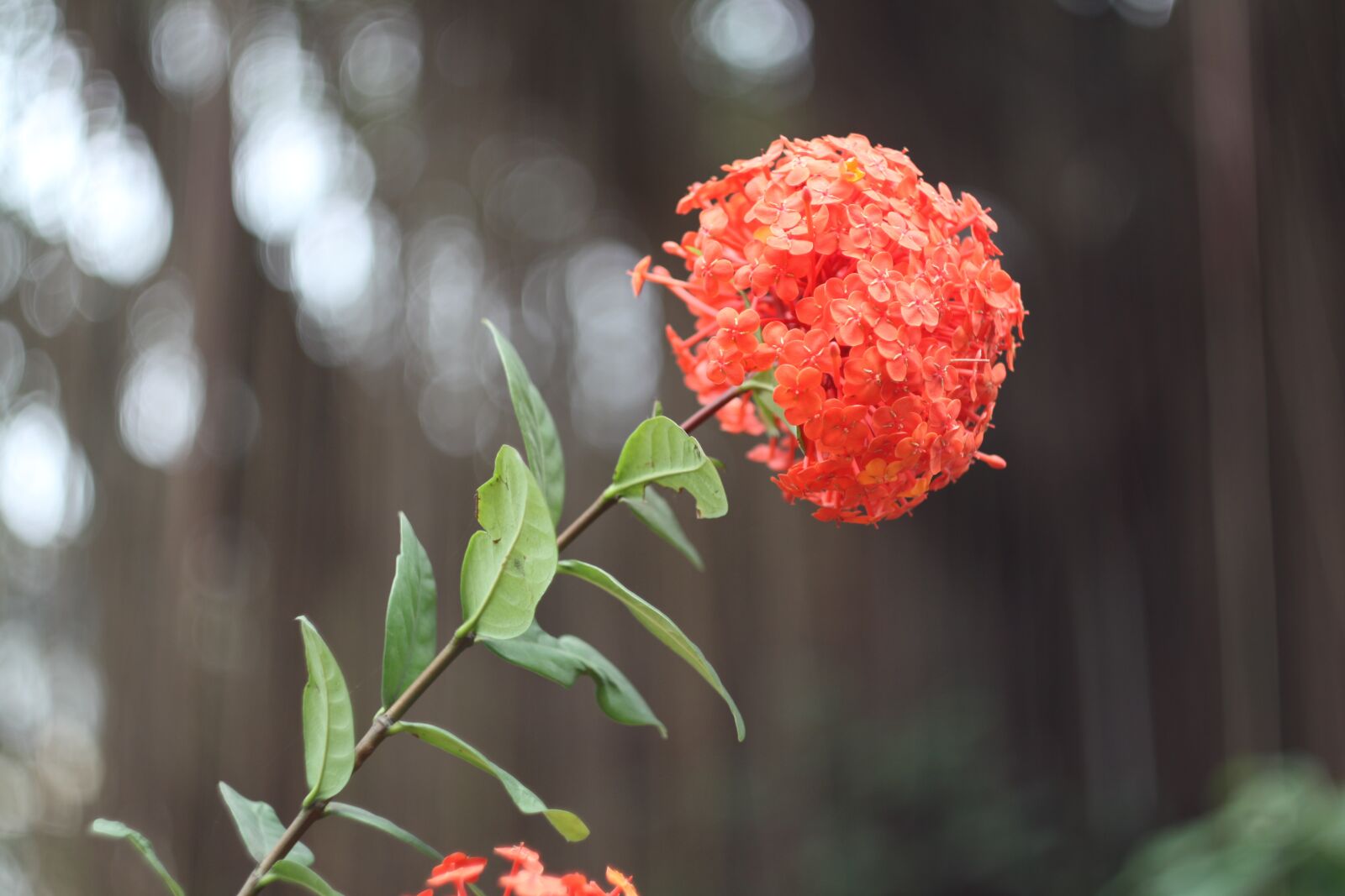 Canon EOS 50D sample photo. Red ixora, mf lens photography