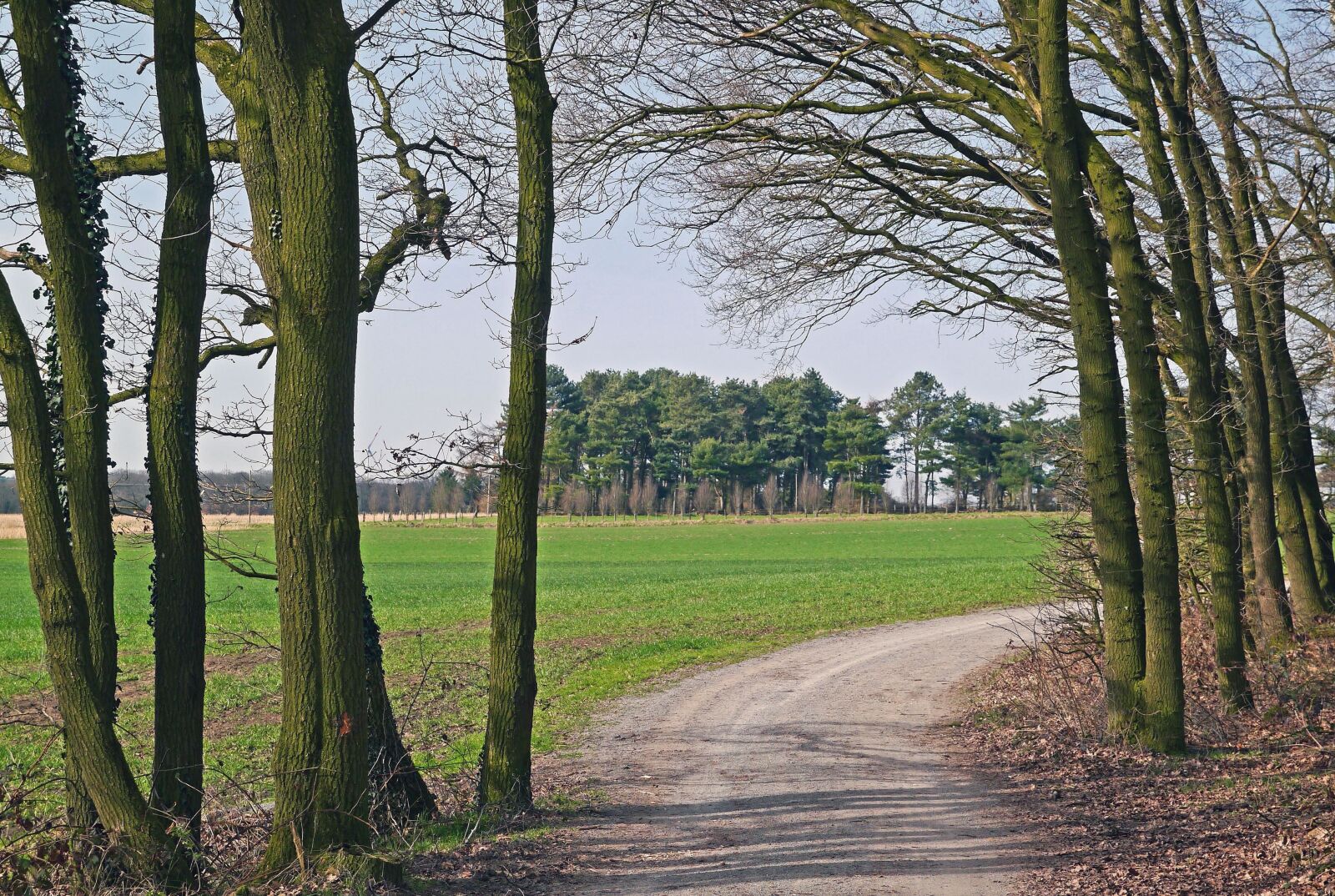 Panasonic Lumix DMC-GX1 sample photo. Tree, landscape, grass, forest photography