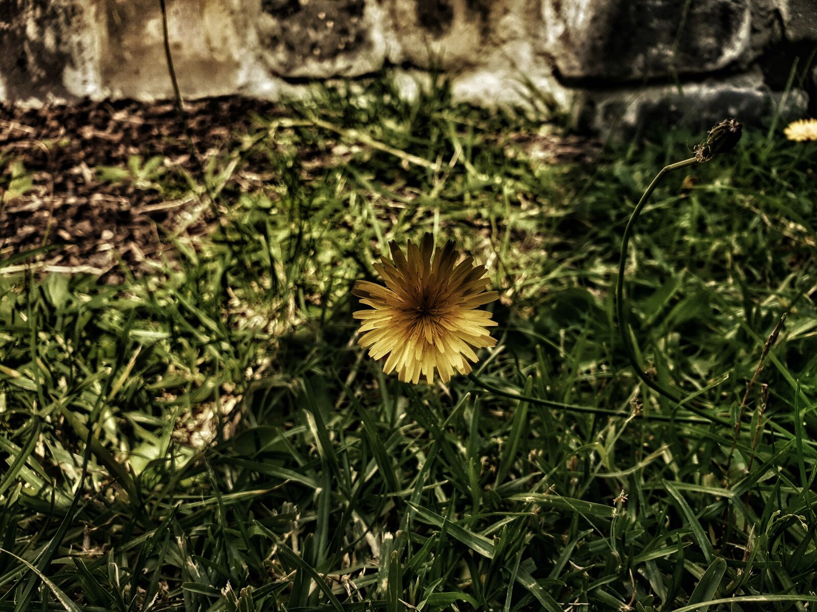 Samsung Galaxy Note9 sample photo. Burnt, flower, burnt grass photography