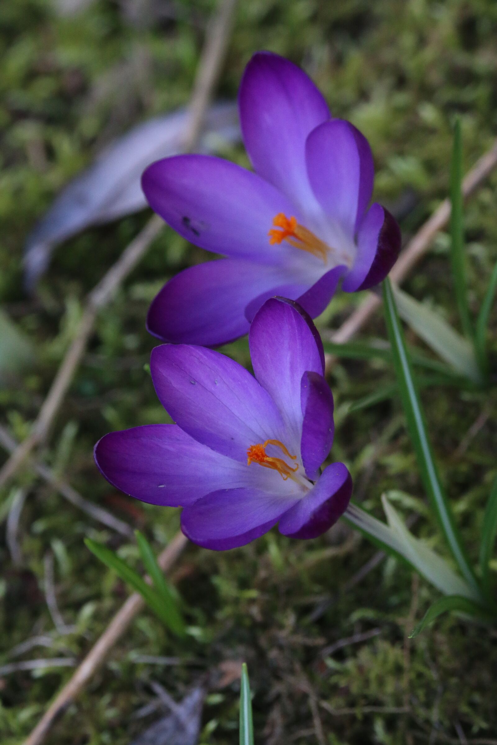 Canon EOS 70D sample photo. Crocus, flowers, nature photography