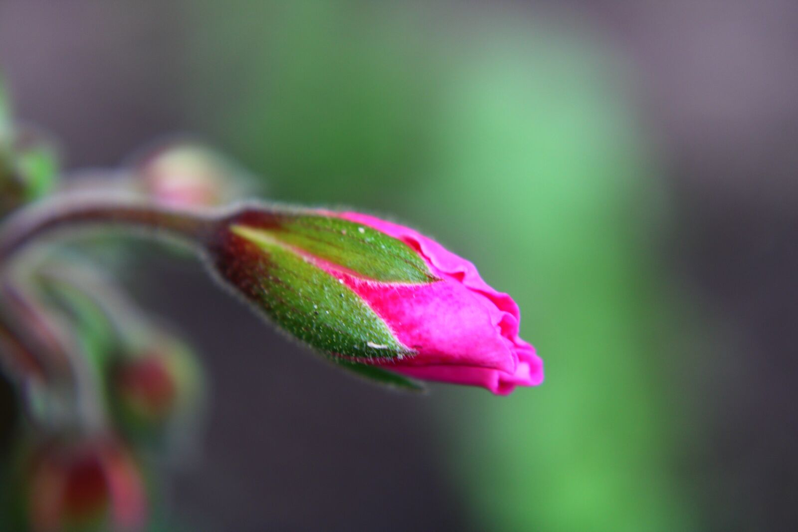 Canon EOS 2000D (EOS Rebel T7 / EOS Kiss X90 / EOS 1500D) sample photo. Pelargonium, engelse geraniums, bud photography