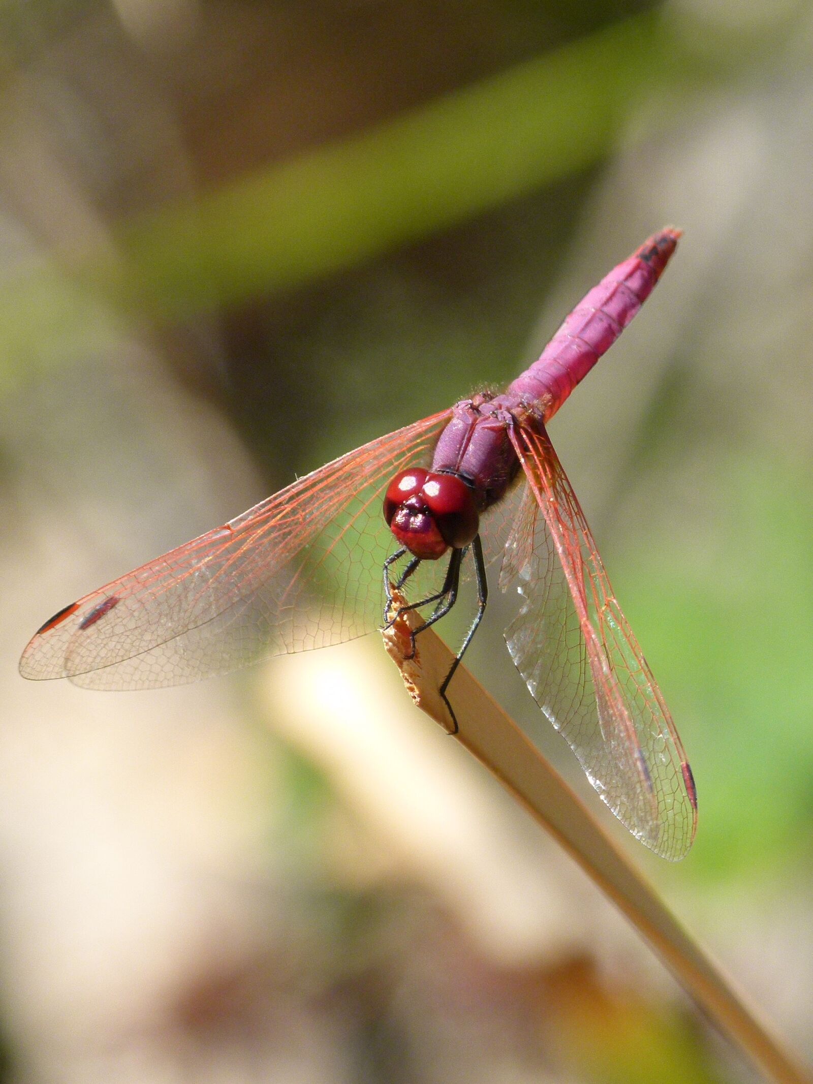 Leica V-Lux 2 sample photo. Dragonfly, dragonfly garnet, annulata photography