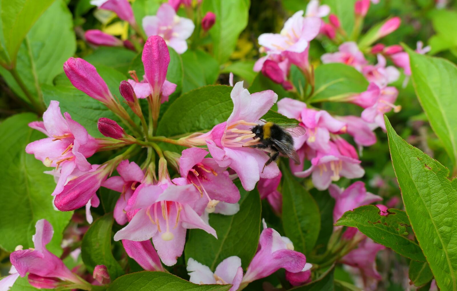 Panasonic Lumix DMC-LX10 (Lumix DMC-LX15) sample photo. Krzewuszka, flowers, spring photography