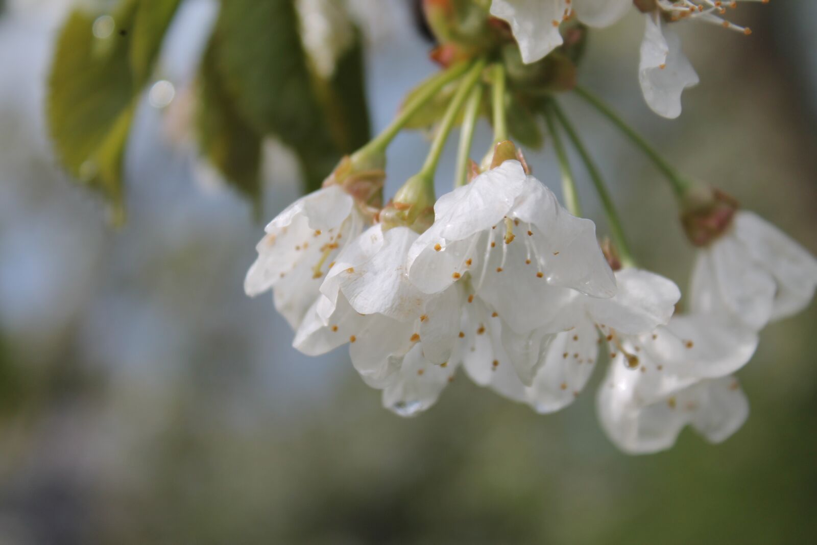 Canon EOS 1100D (EOS Rebel T3 / EOS Kiss X50) sample photo. Blossom, bloom, white photography