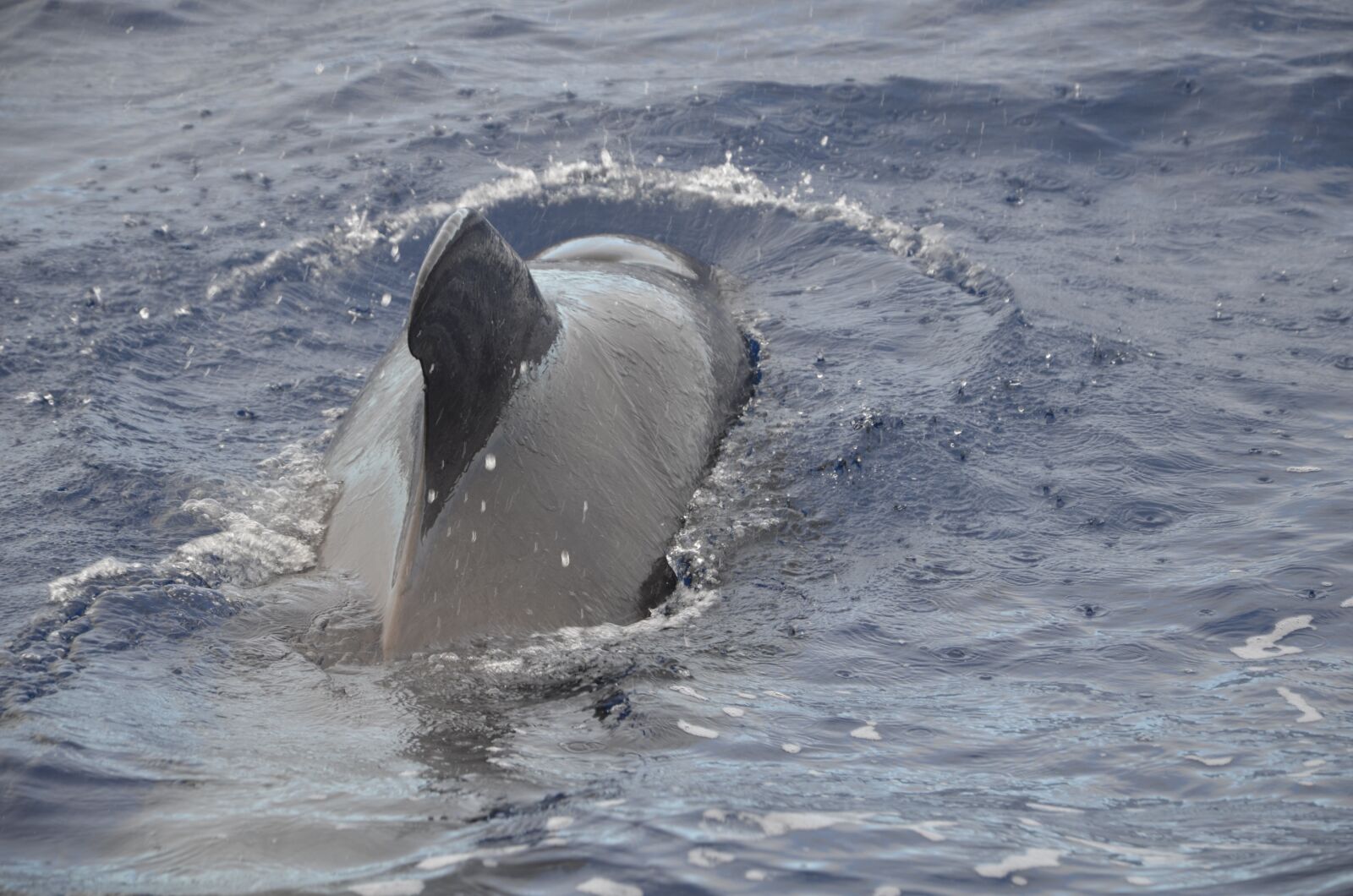 Nikon D5100 sample photo. Sea, wal, pilot whale photography