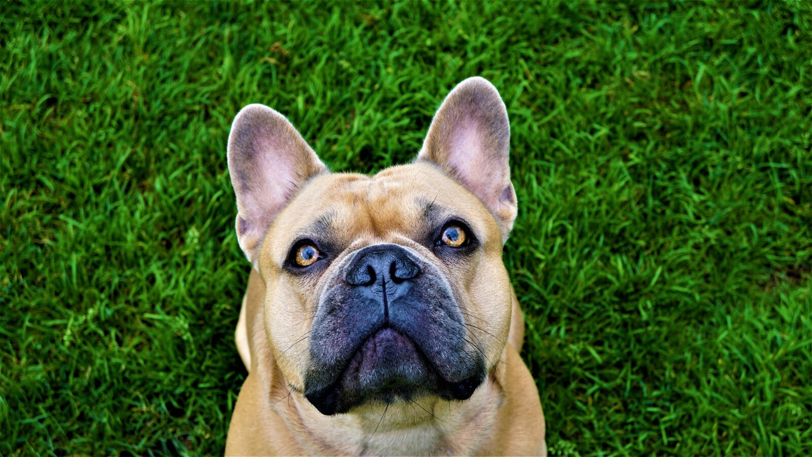 Sony E 30mm F3.5 Macro sample photo. Background, french bulldog, grass photography