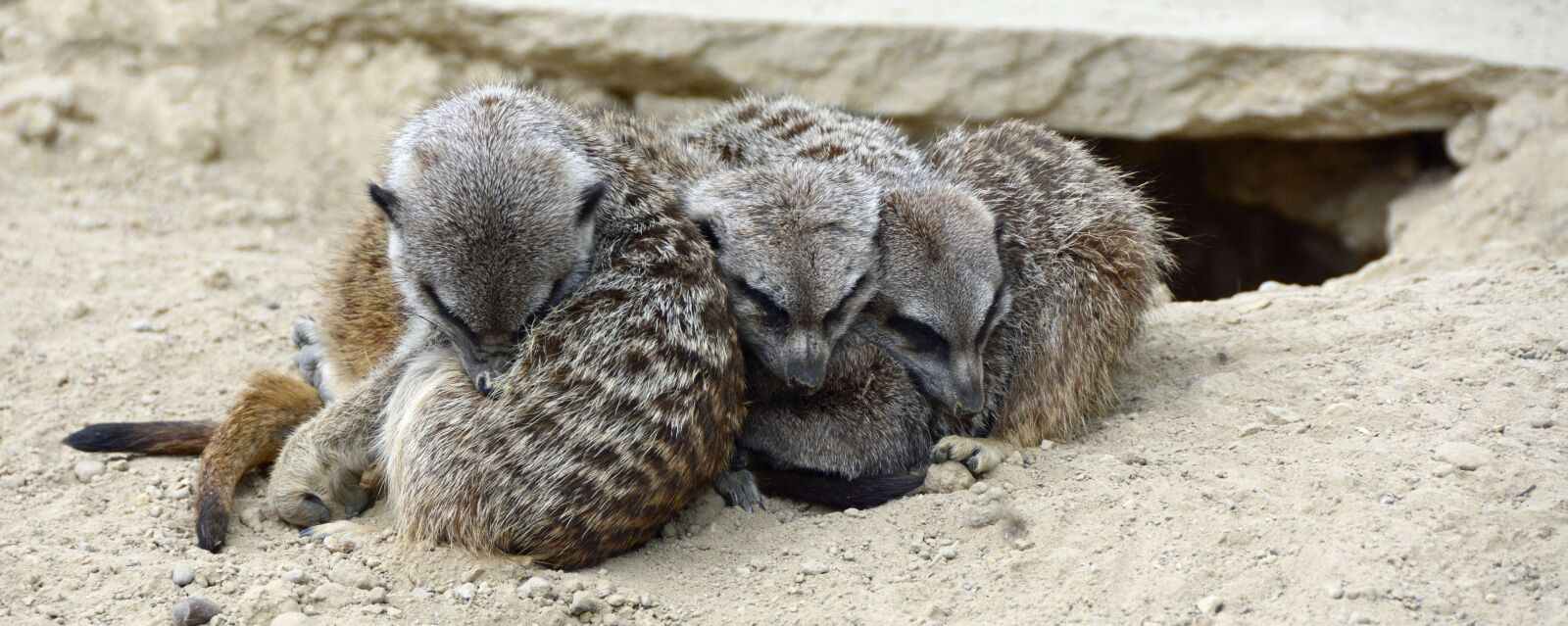 Nikon D7100 sample photo. Meerkat, animal, cute photography