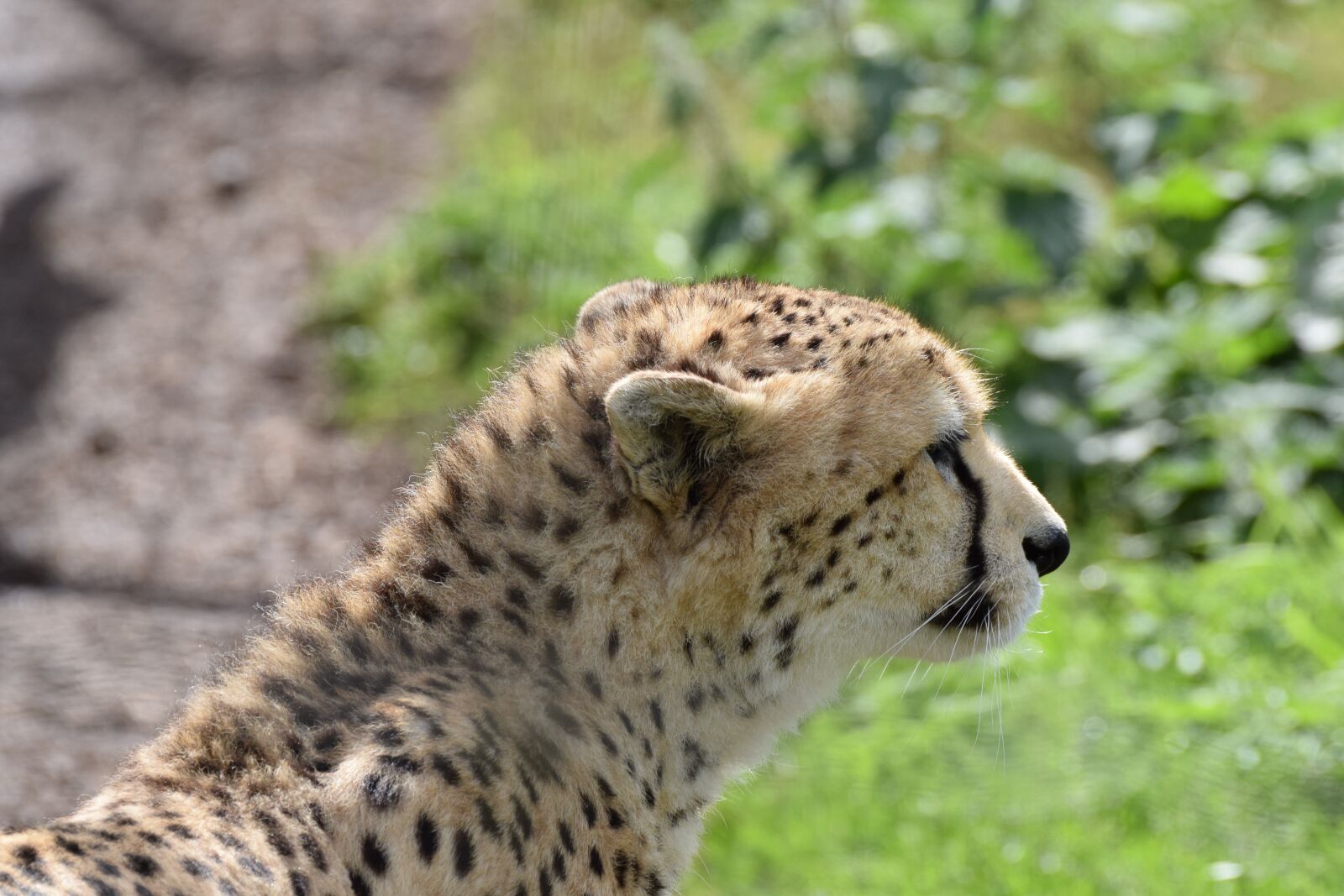 Nikon D3300 sample photo. Wildlife, nature, mammal photography