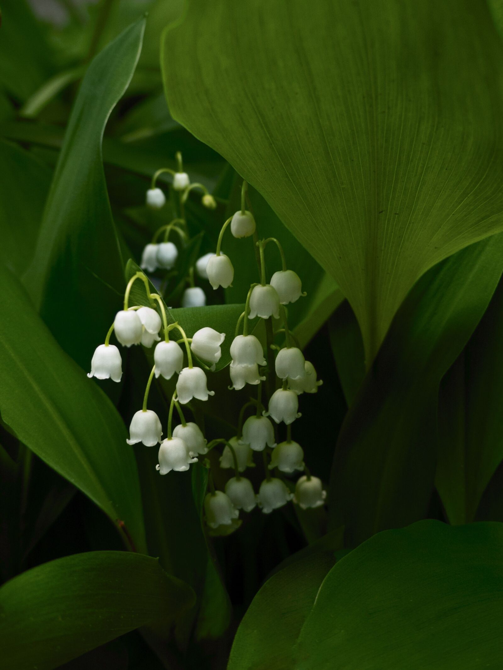 Panasonic Lumix DMC-FZ200 sample photo. Lilies of the valley photography