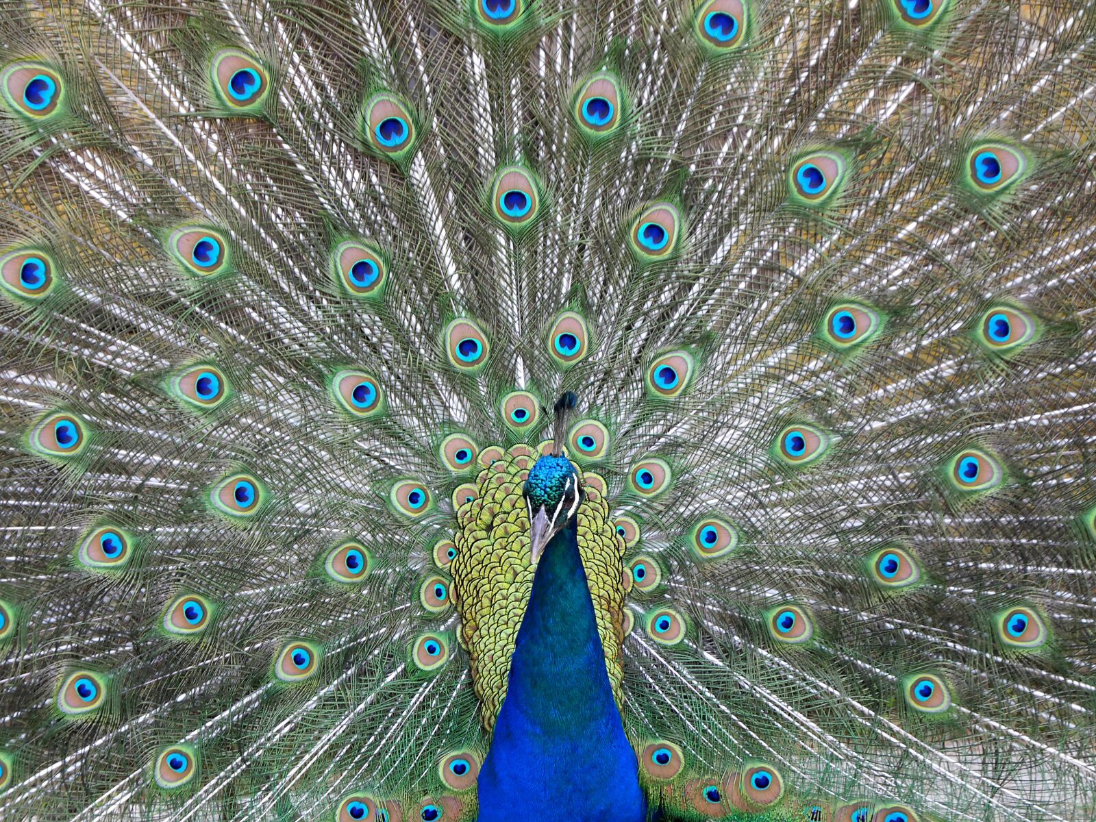 Panasonic Lumix DMC-GX8 sample photo. Peacock, wheel, color photography
