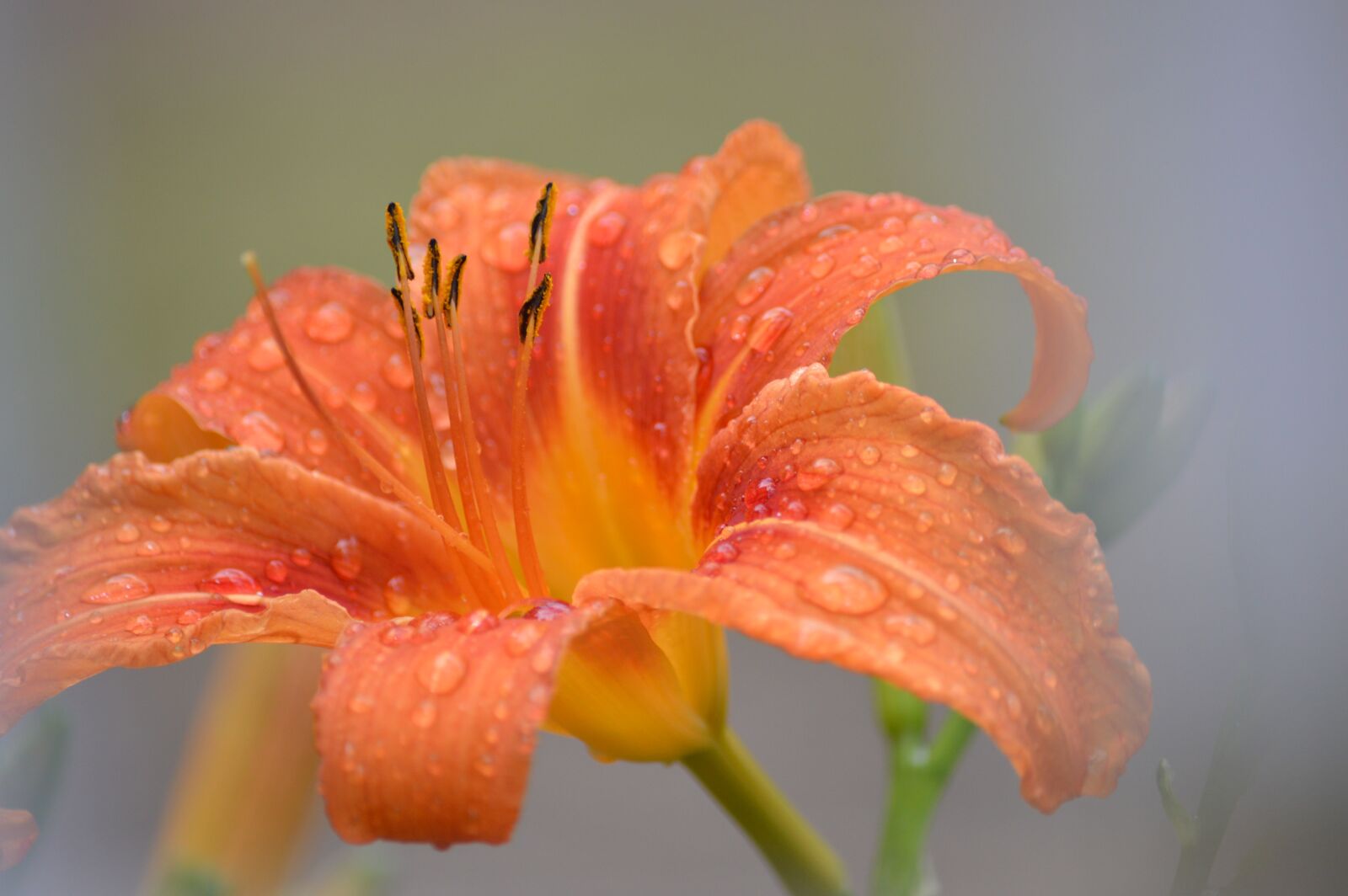 Nikon D3200 sample photo. Flower, dew, droplets photography