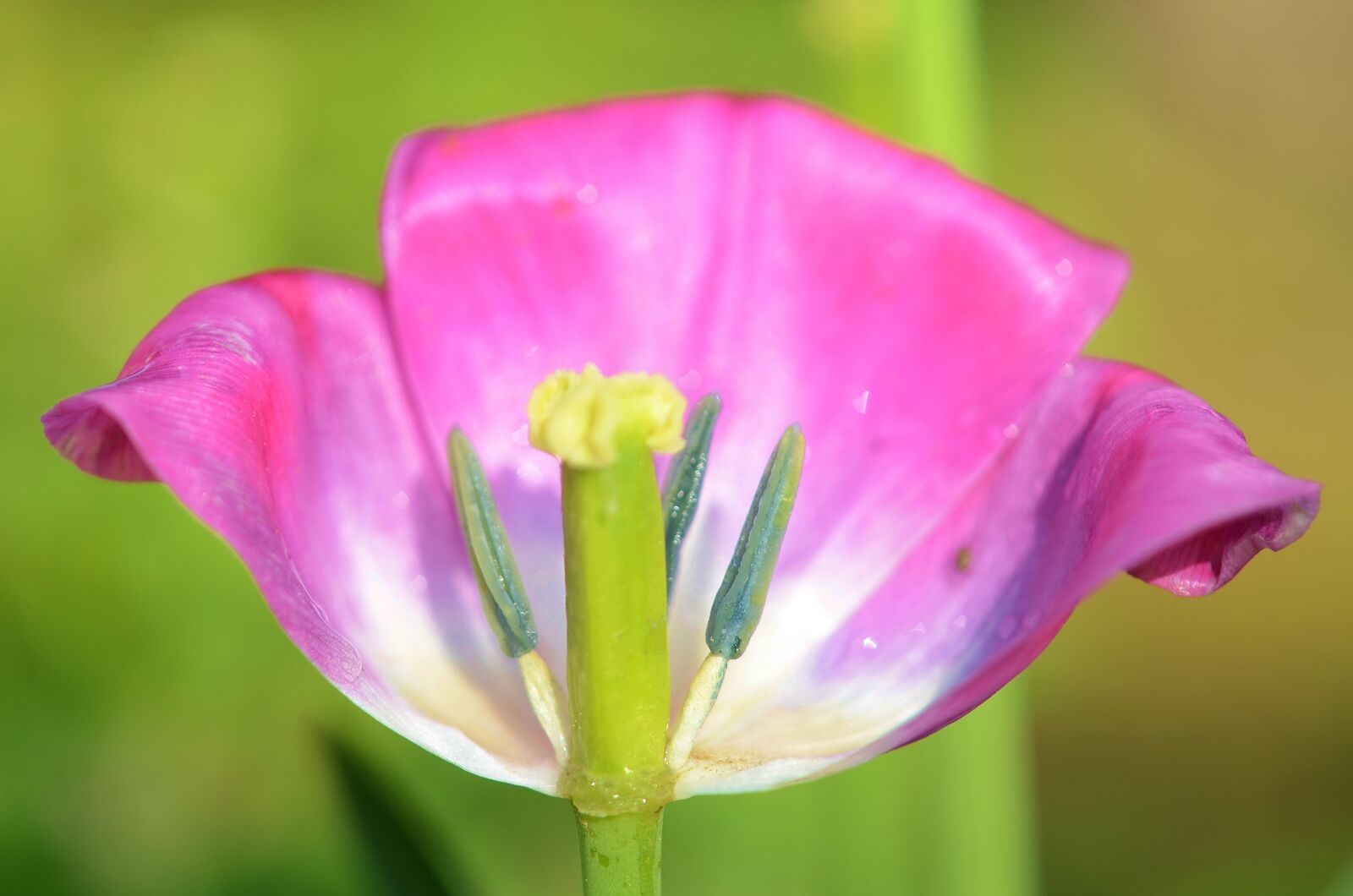 Nikon D7000 sample photo. Tulip, flower, spring photography