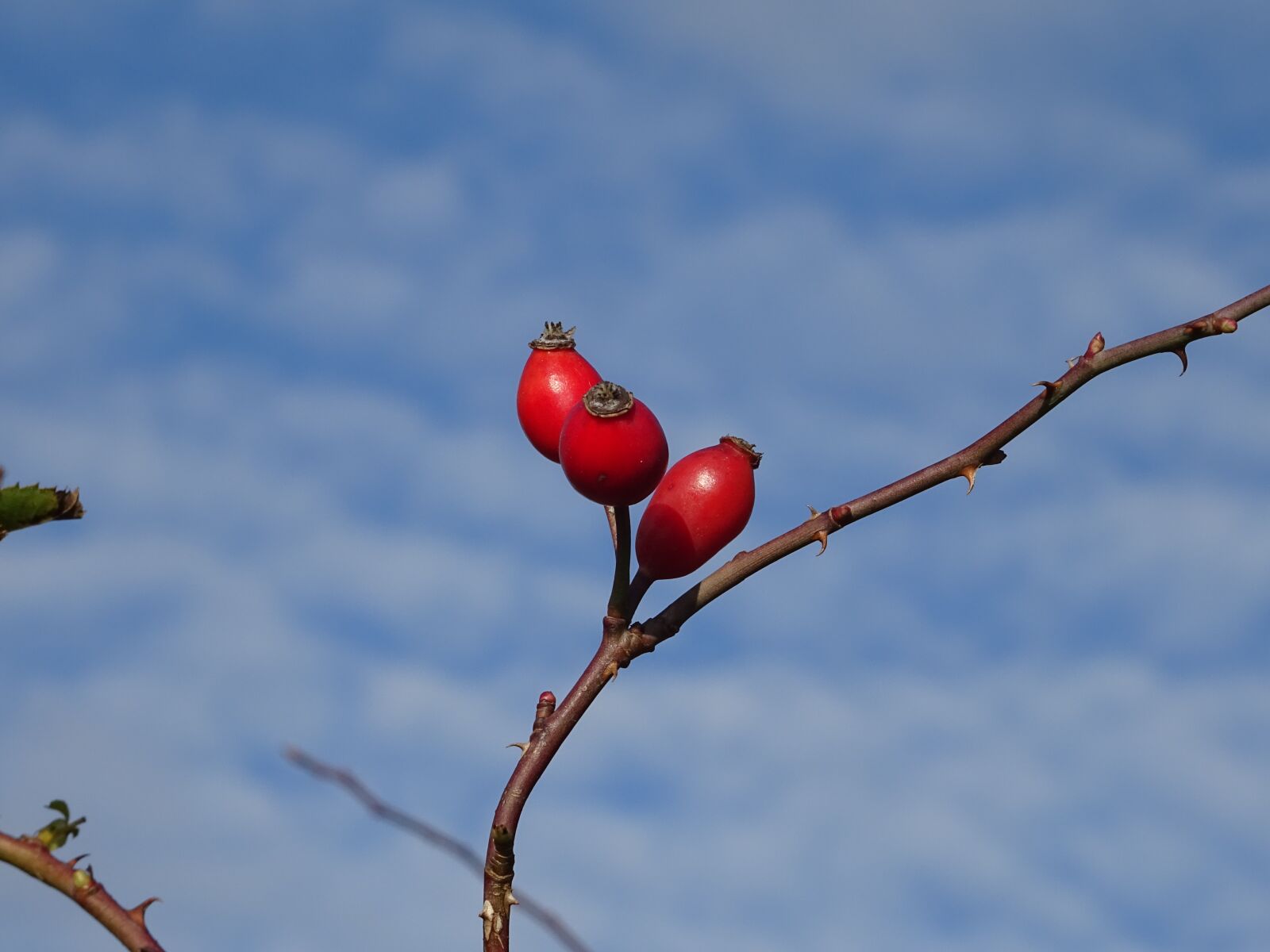Sony DSC-HX60 sample photo. Rose hip, fruit, red photography