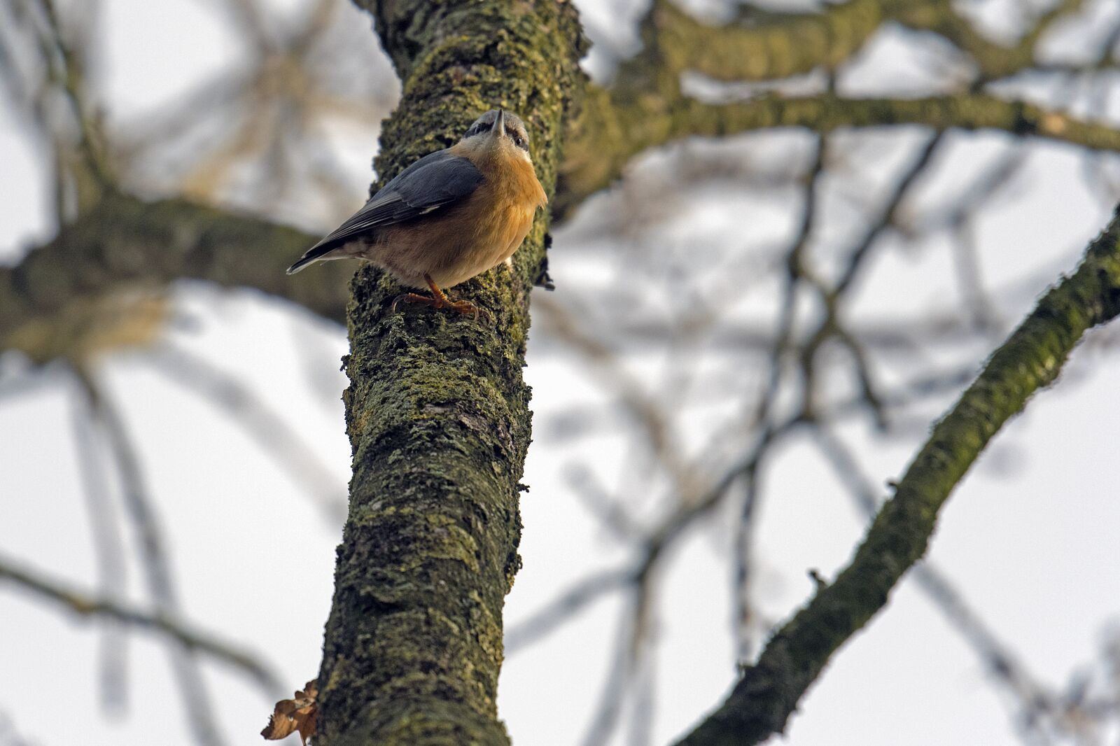 Nikon D500 sample photo. Kleiber, songbird, bird photography