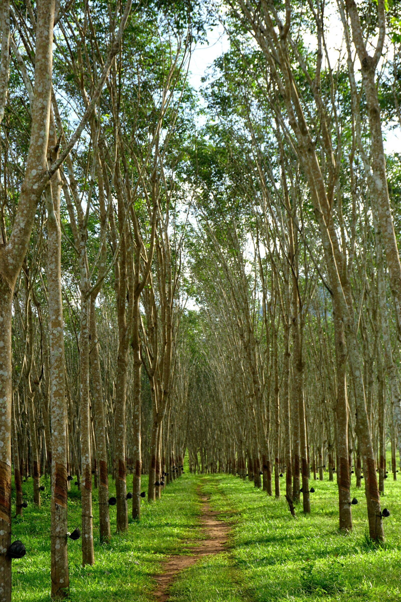 Sony E 16-50mm F3.5-5.6 PZ OSS sample photo. Rubber tree, rubber trees photography