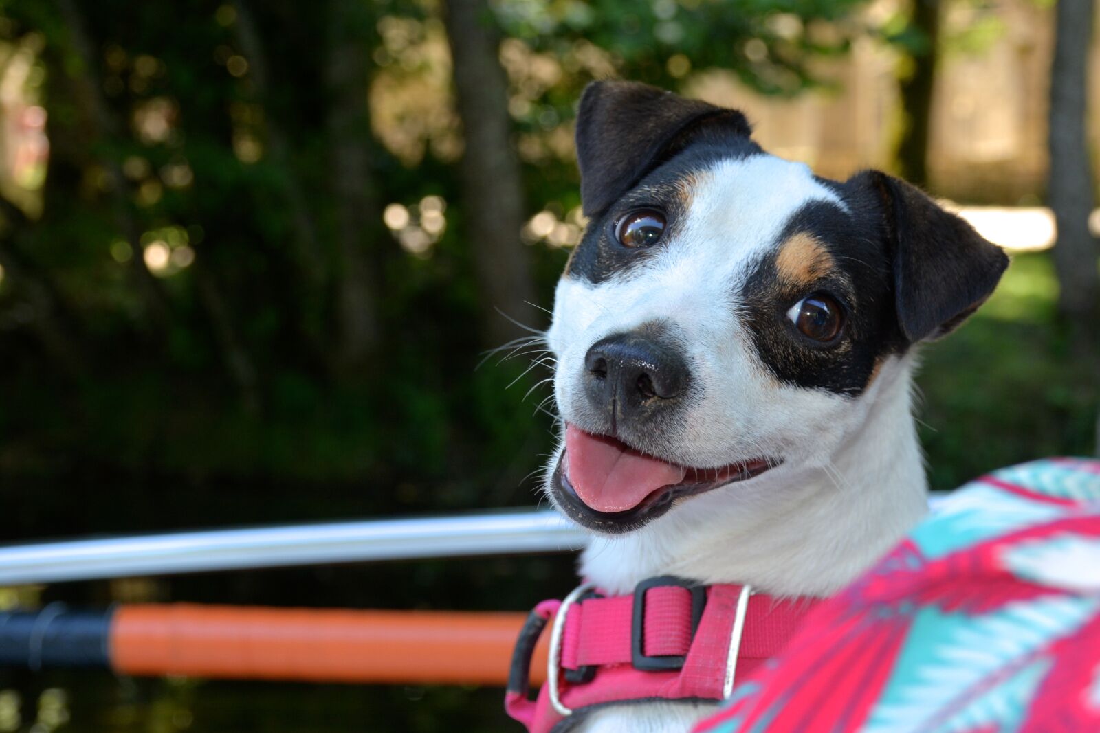 Nikon D7100 sample photo. Jack russel, dog, smile photography
