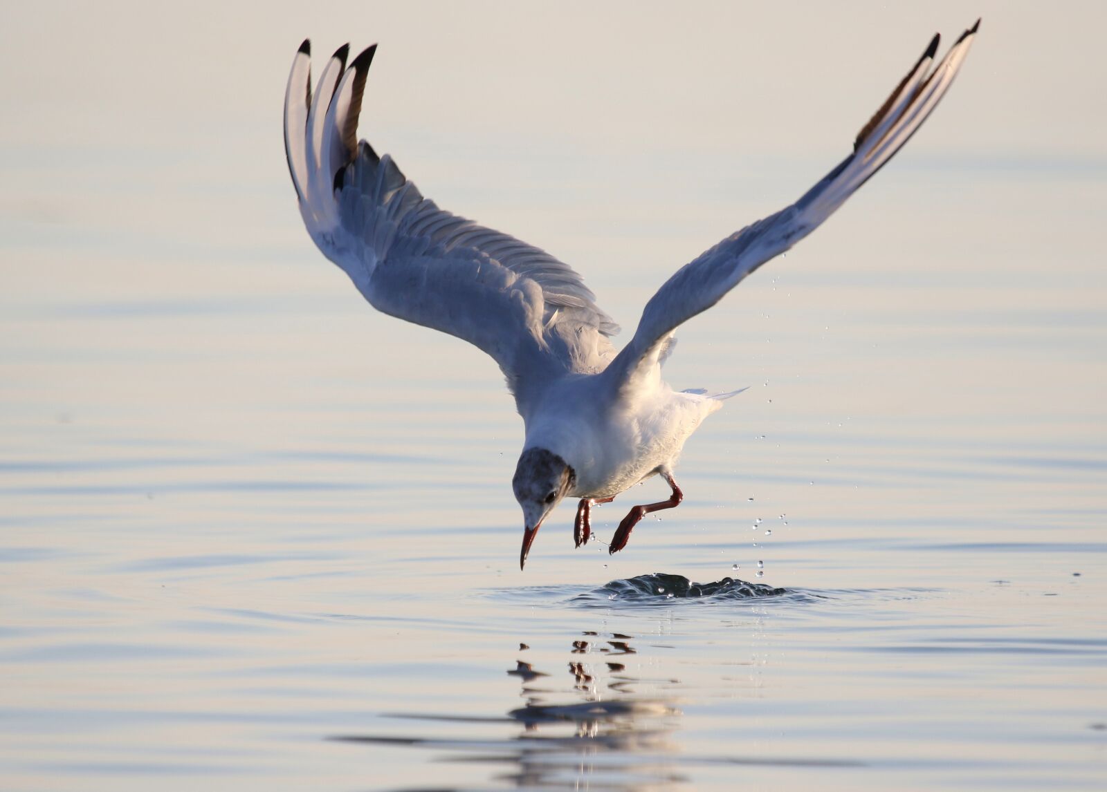 Canon EOS 7D Mark II + Canon EF 100-400mm F4.5-5.6L IS USM sample photo. Seagull, flight, water photography
