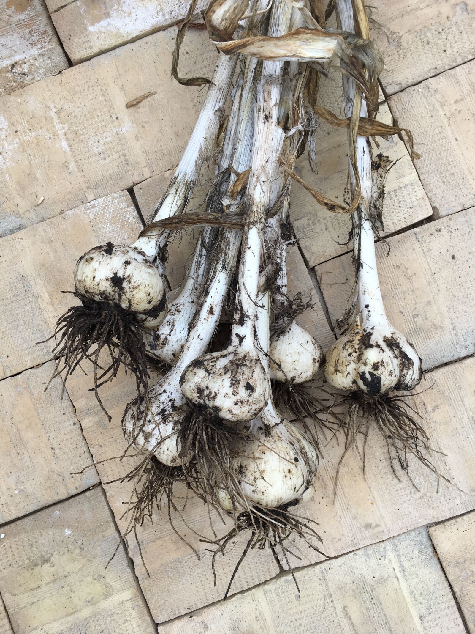 Apple iPhone 6s Plus sample photo. Garlic, elephant garlic, harvesting photography