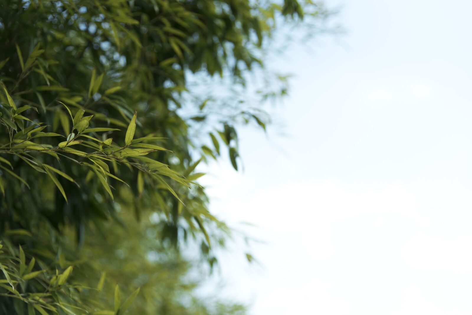 Nikon D750 sample photo. Summer, abstract, nature photography