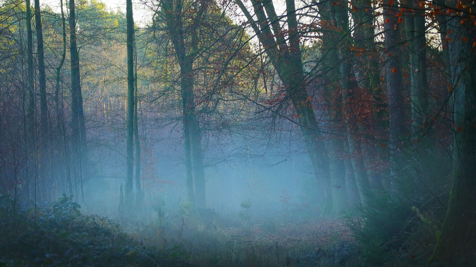 Canon EOS M50 (EOS Kiss M) + Canon EF-M 55-200mm F4.5-6.3 IS STM sample photo. Fog, forest tree, landscape photography